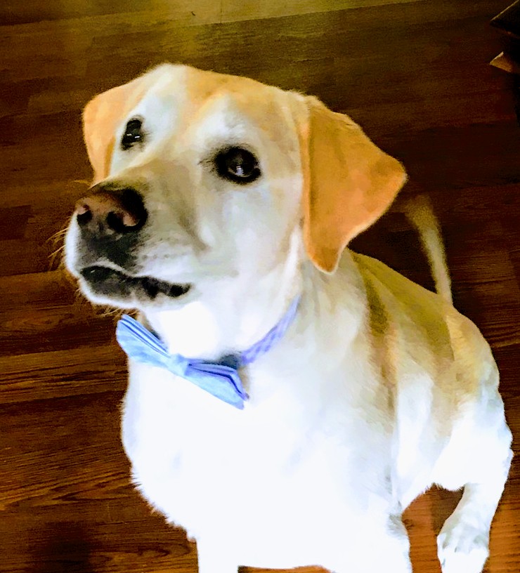 Blue Bow Tie