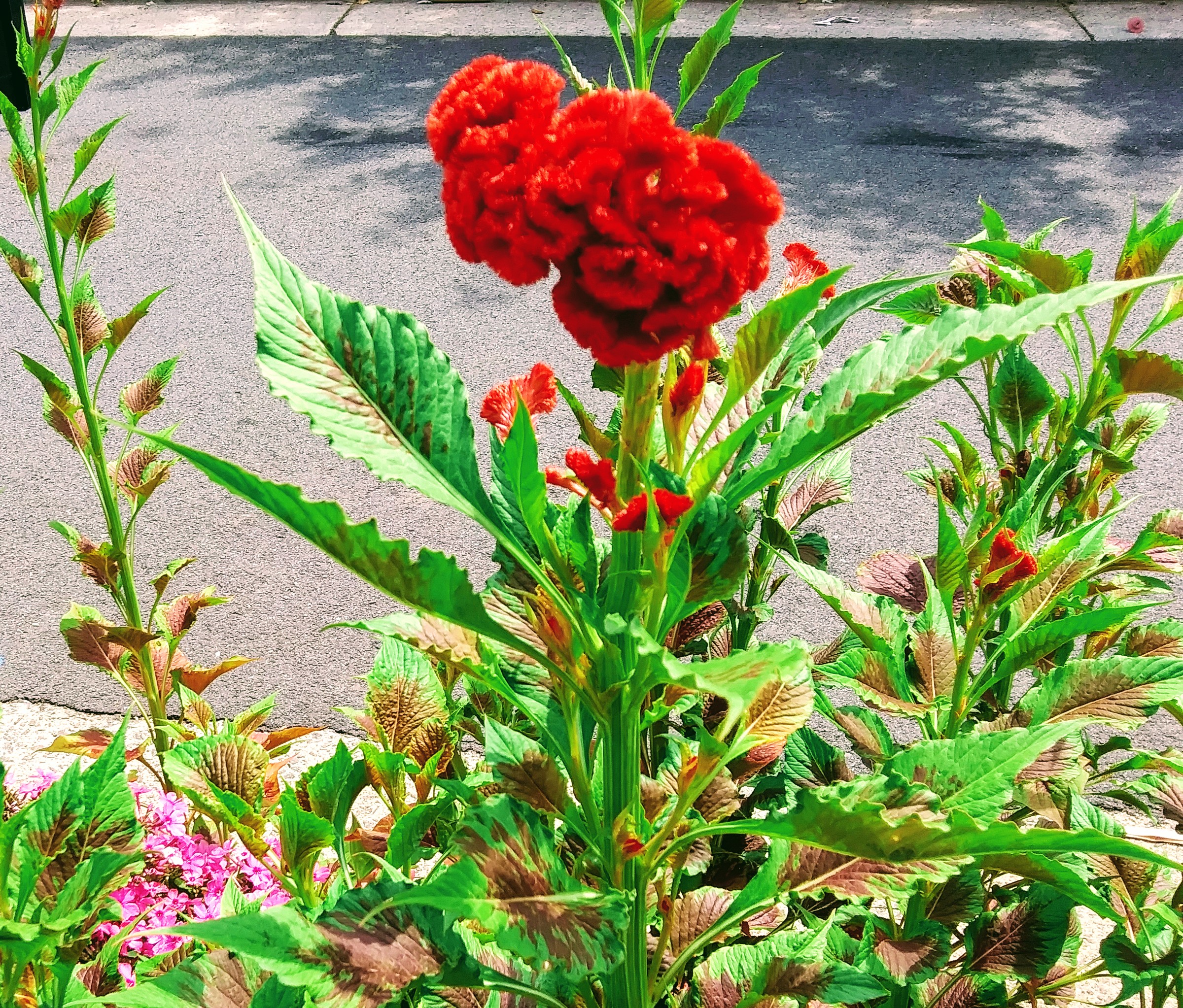 Cockscomb Flower