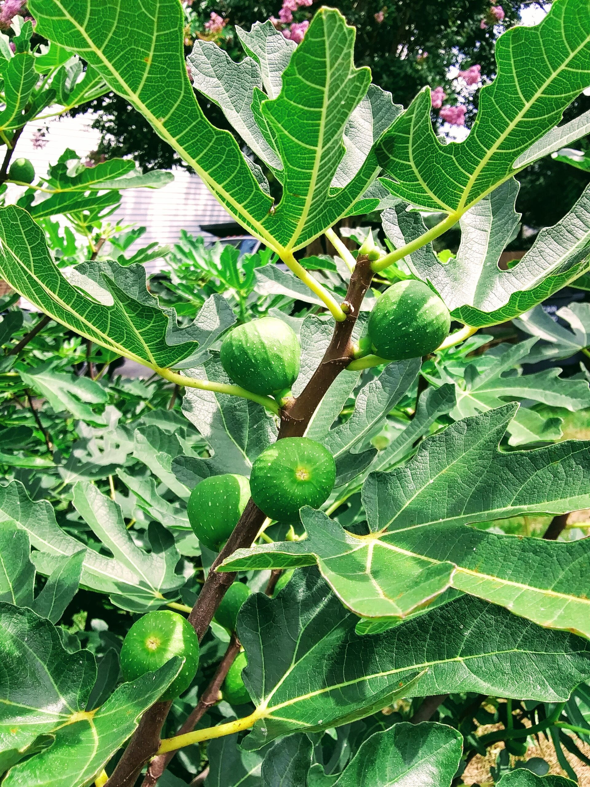 Fig Tree