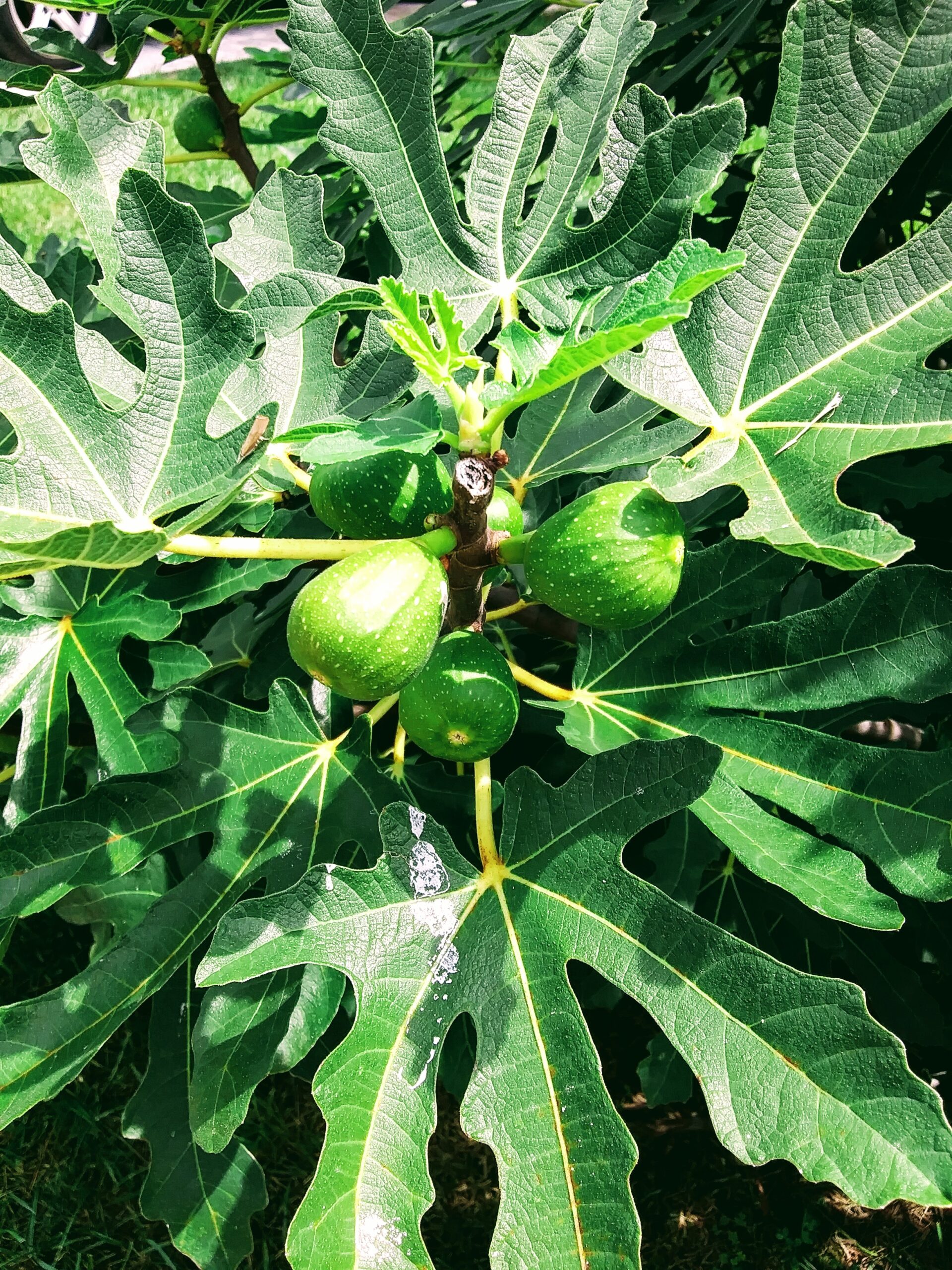 Fig Tree with Figs