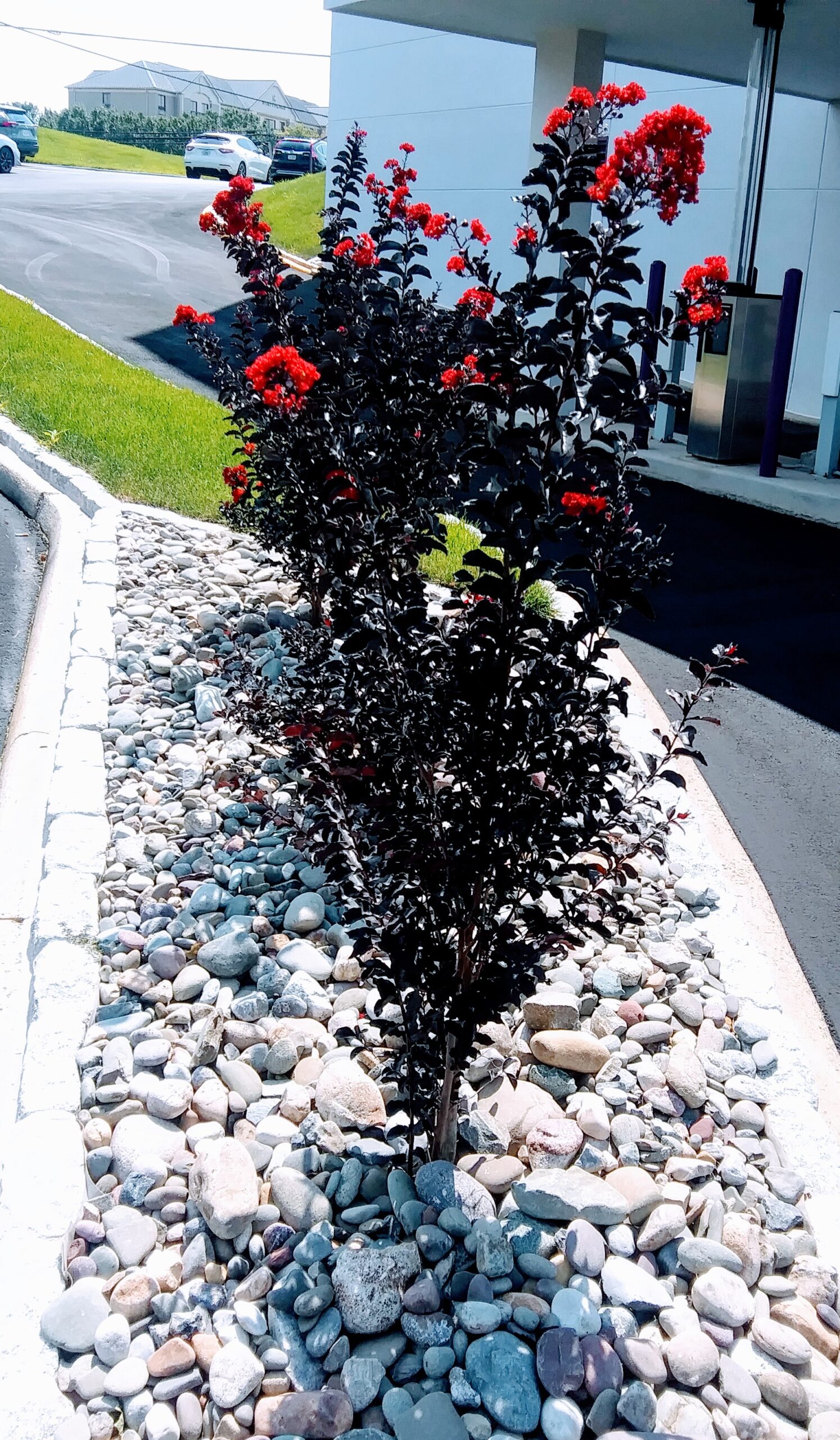 Grouping of Red Crape Myrtle Trees