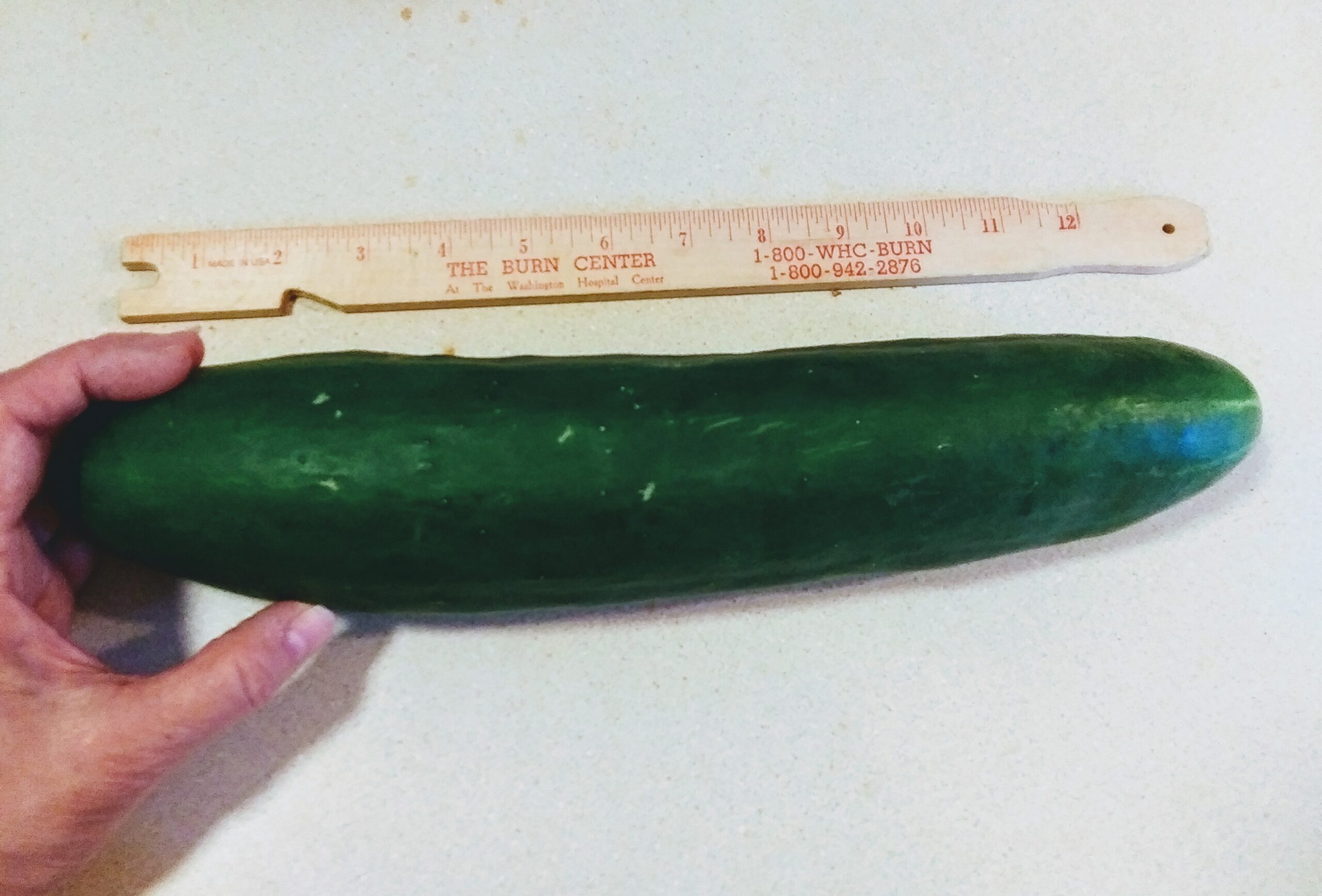 Homegrown Jumbo Sized Cucumbers