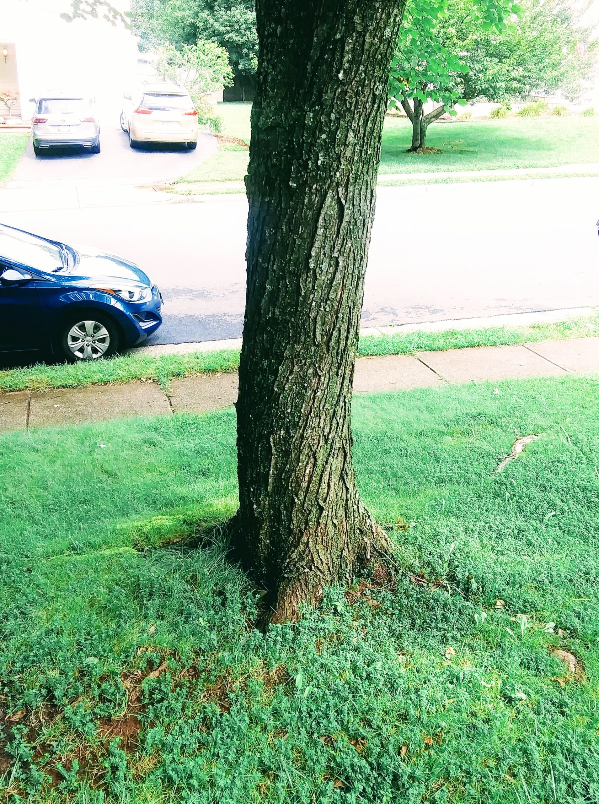 Maple Tree with Roots in Lawn