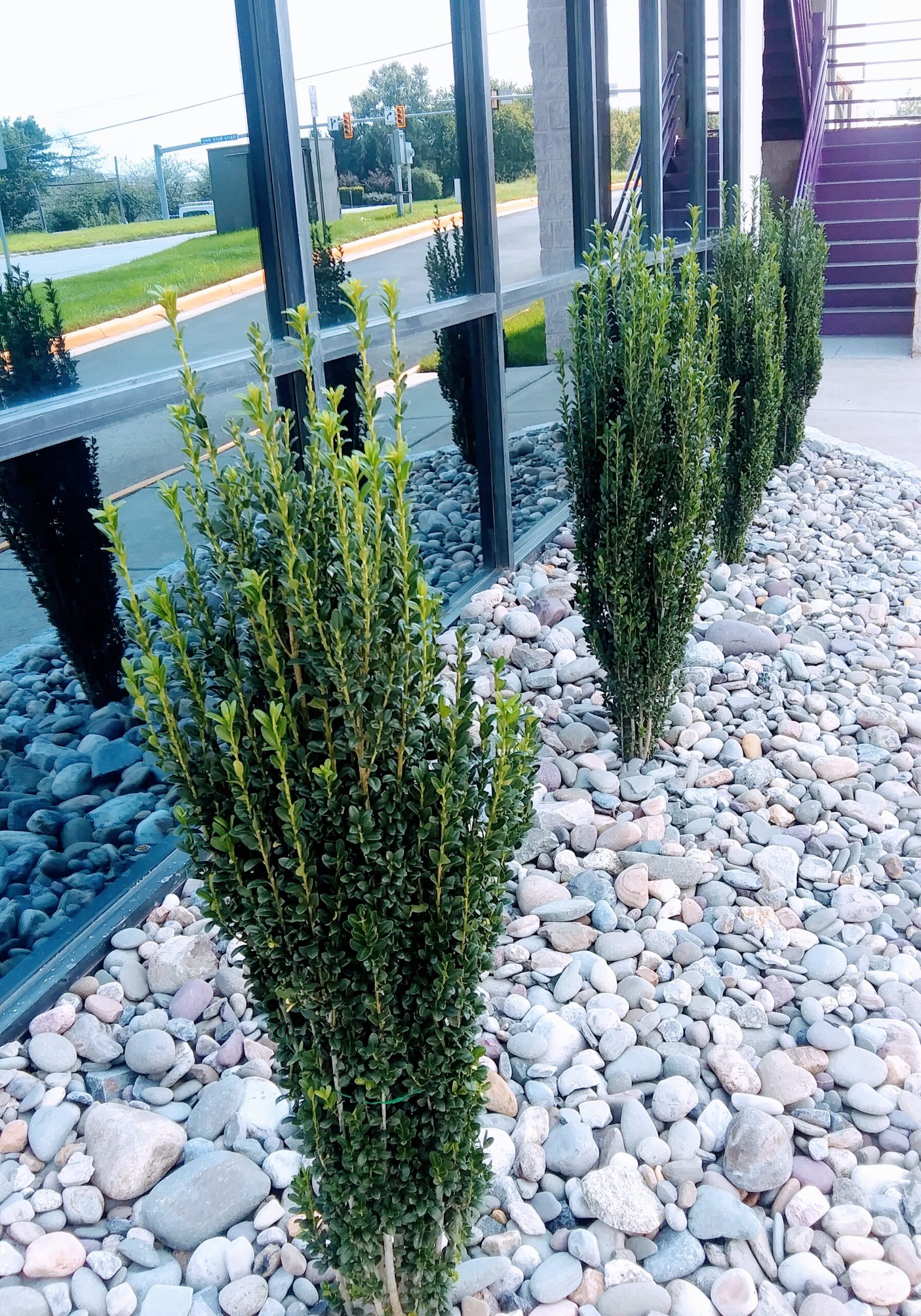 Shrubs Planted with River Stones