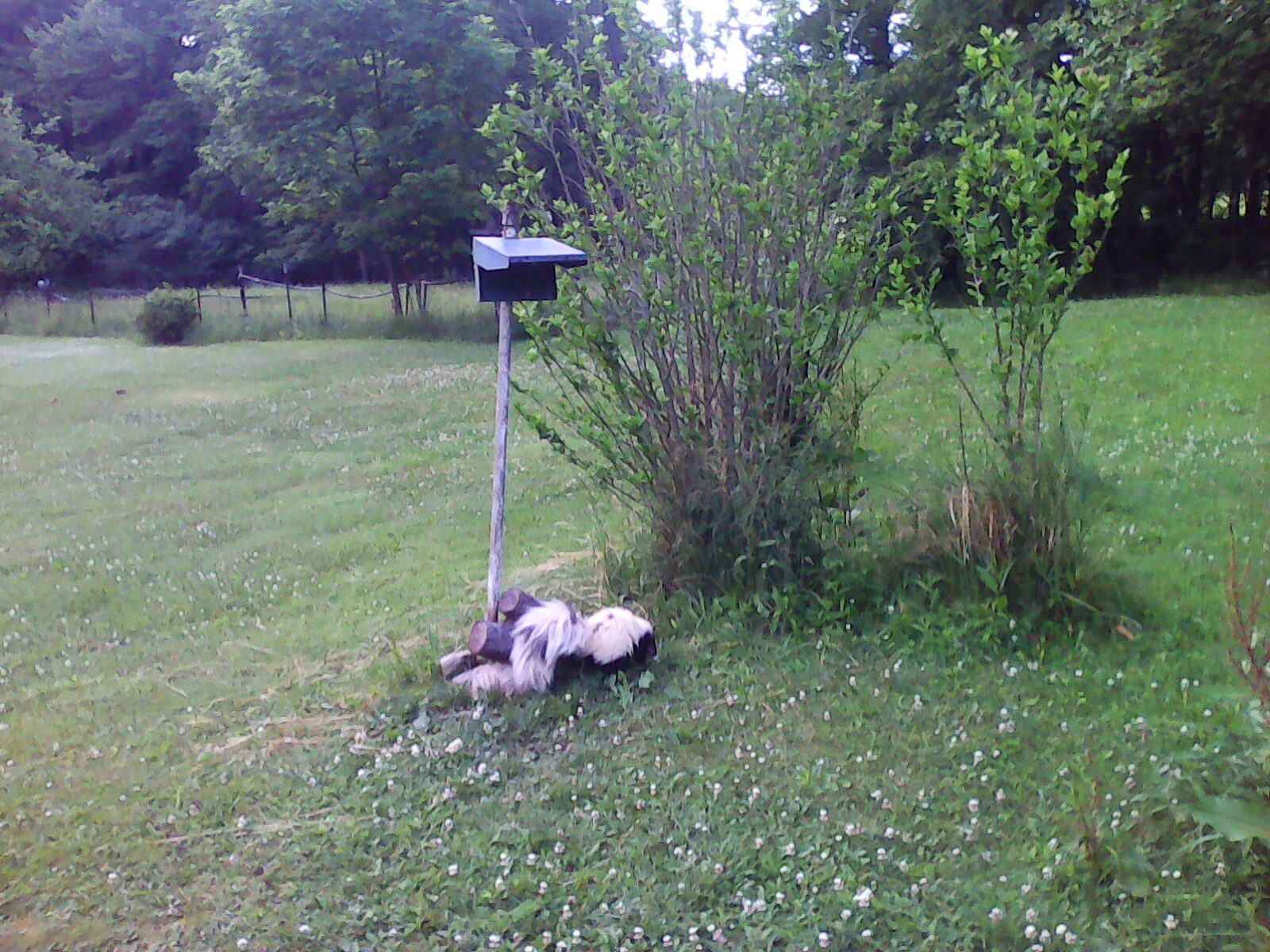 Skunk at Bird Feeder