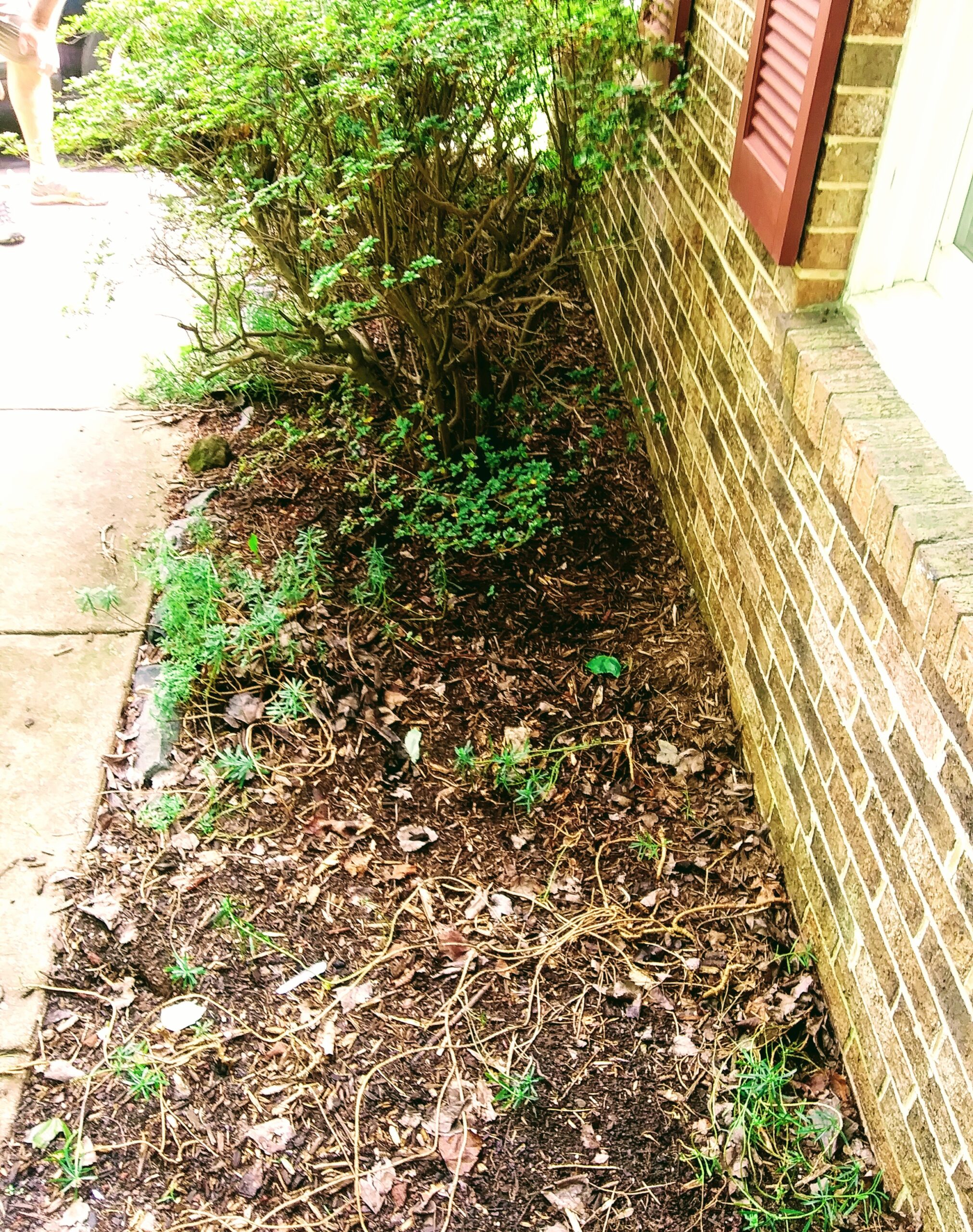 Unattractive Overgrown Azaleas