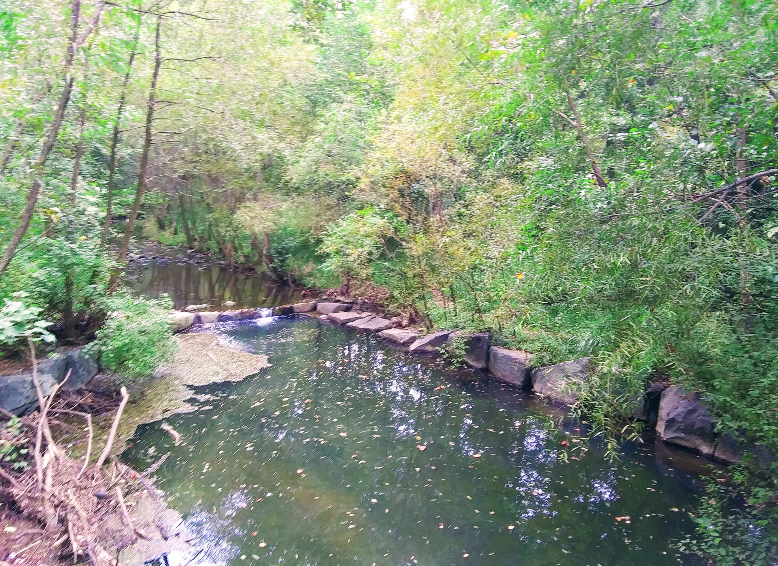 Another View of the Pond