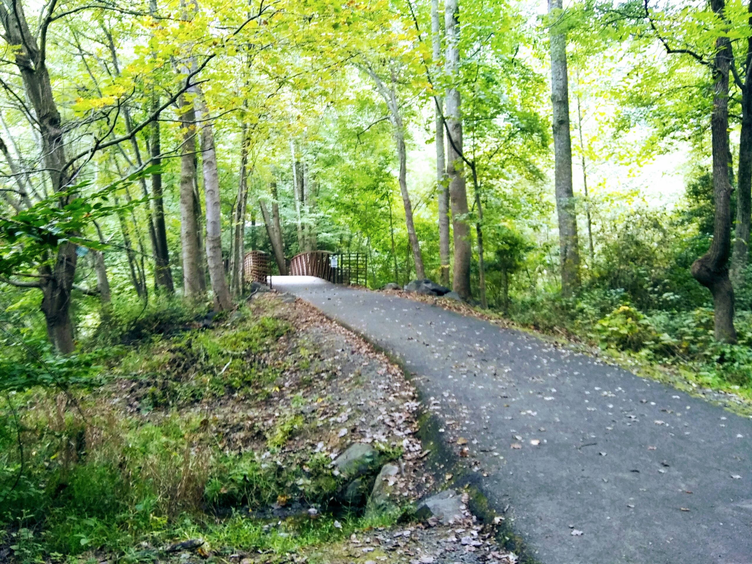 Biking Path in Woods