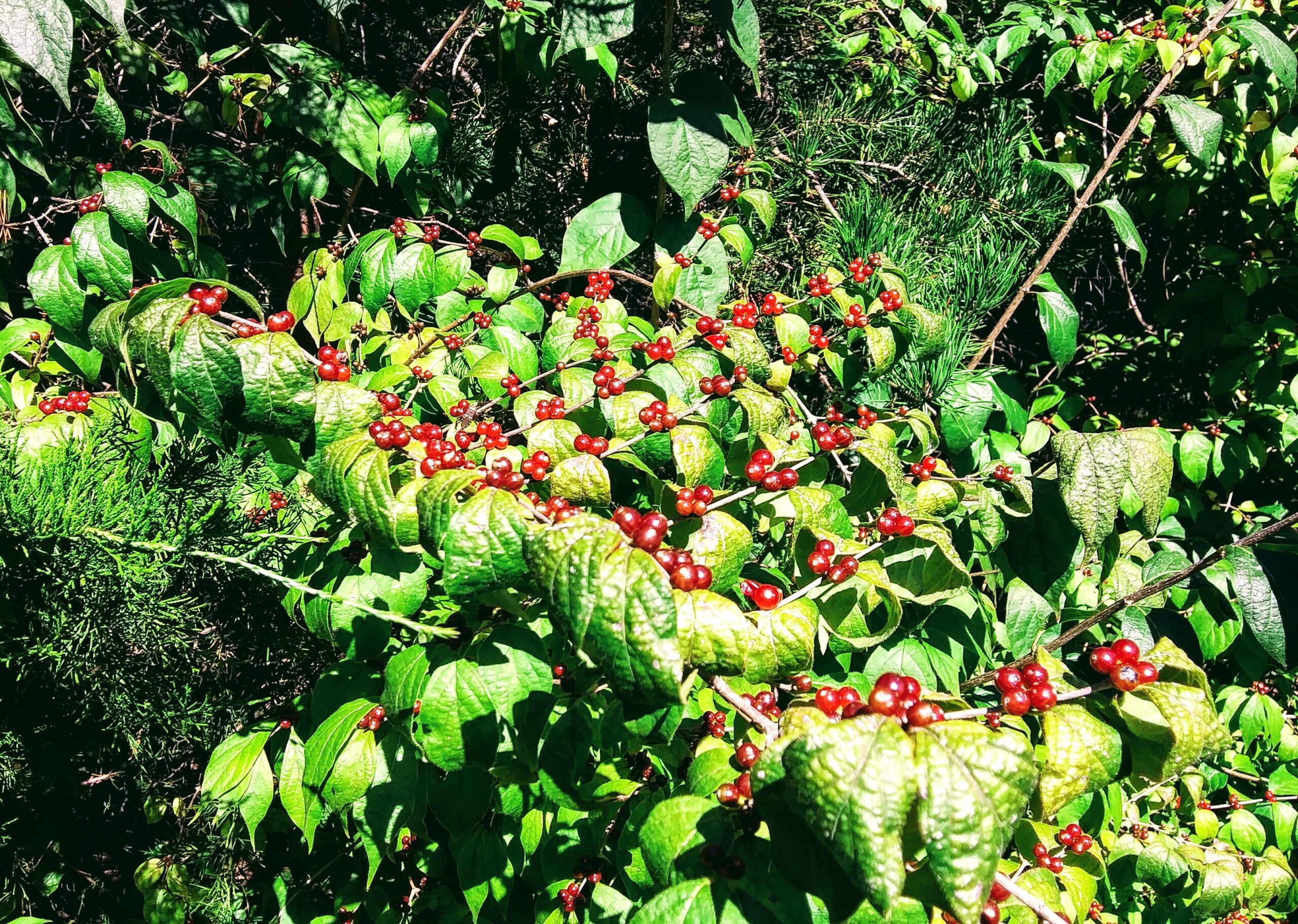 Bright Red Berries in Reston