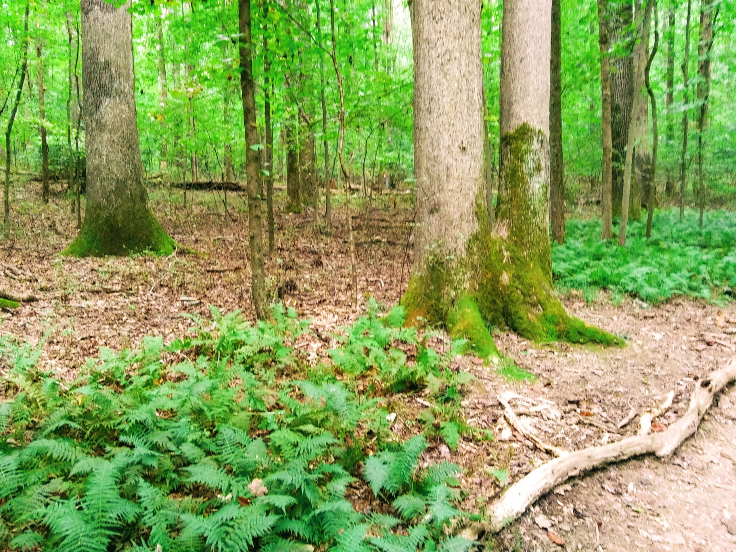 Dirt Hiking Trail