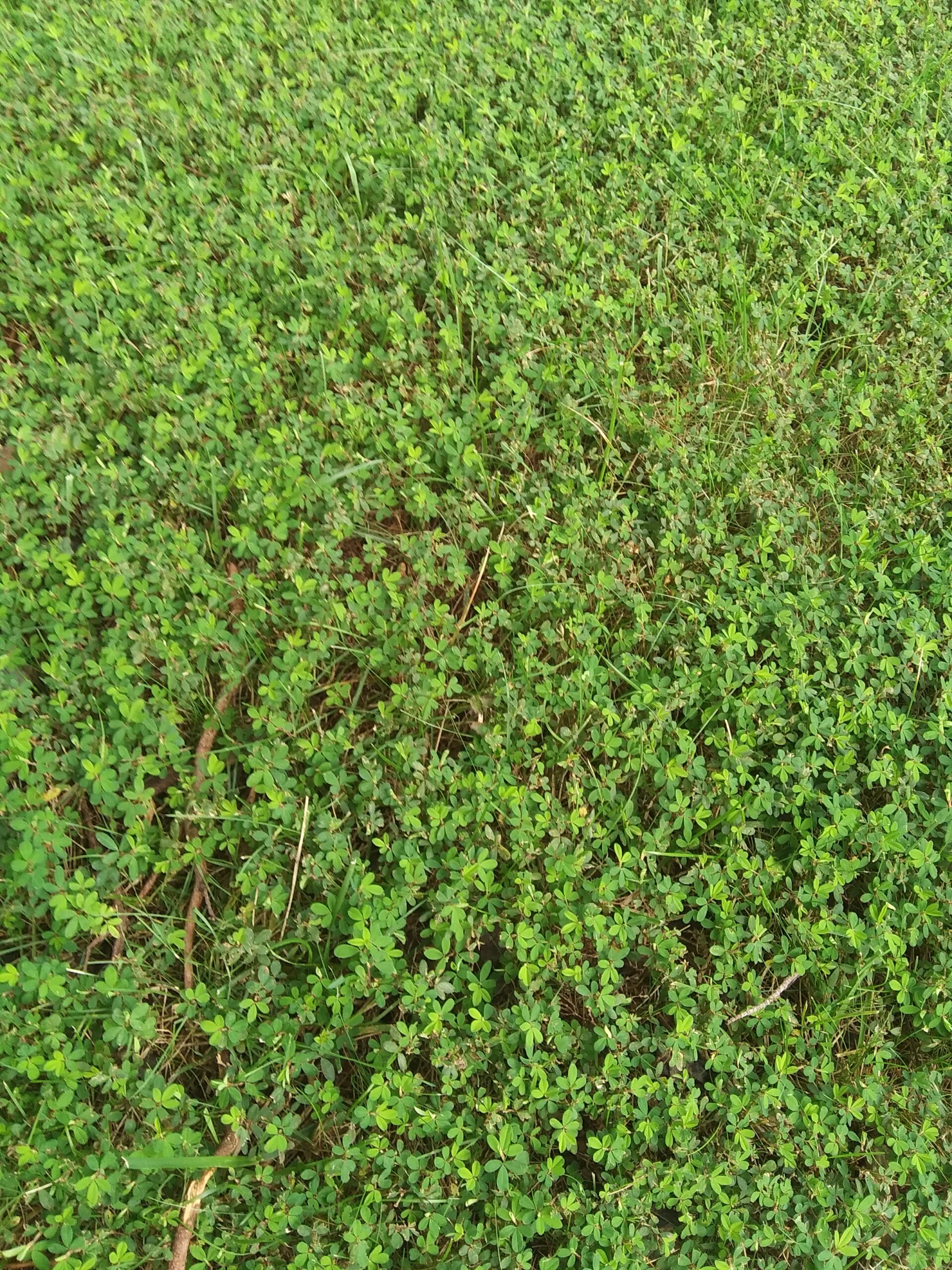 Japanese Clover Weed