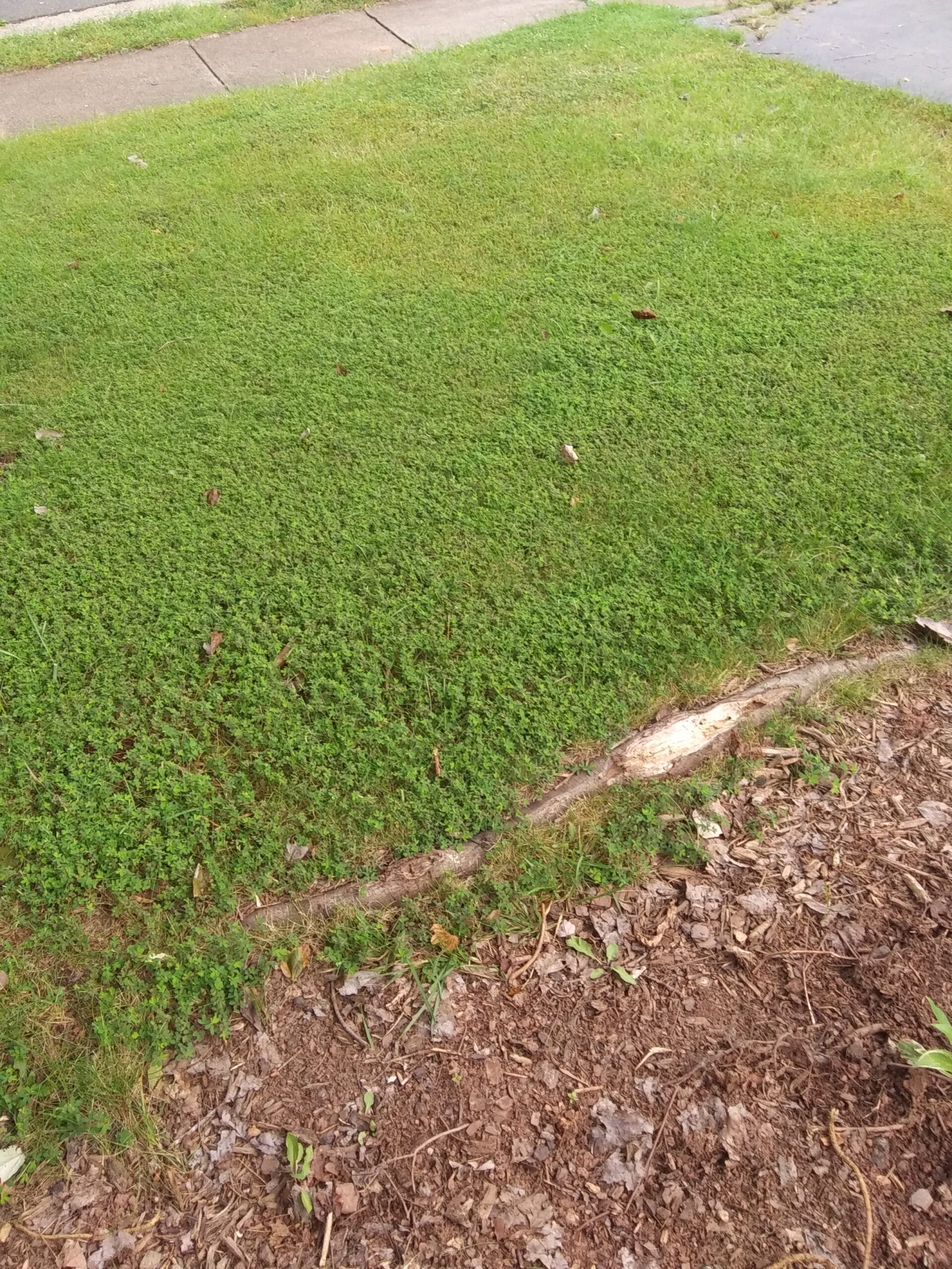 Japanese Clover Weeds Near Tree Root