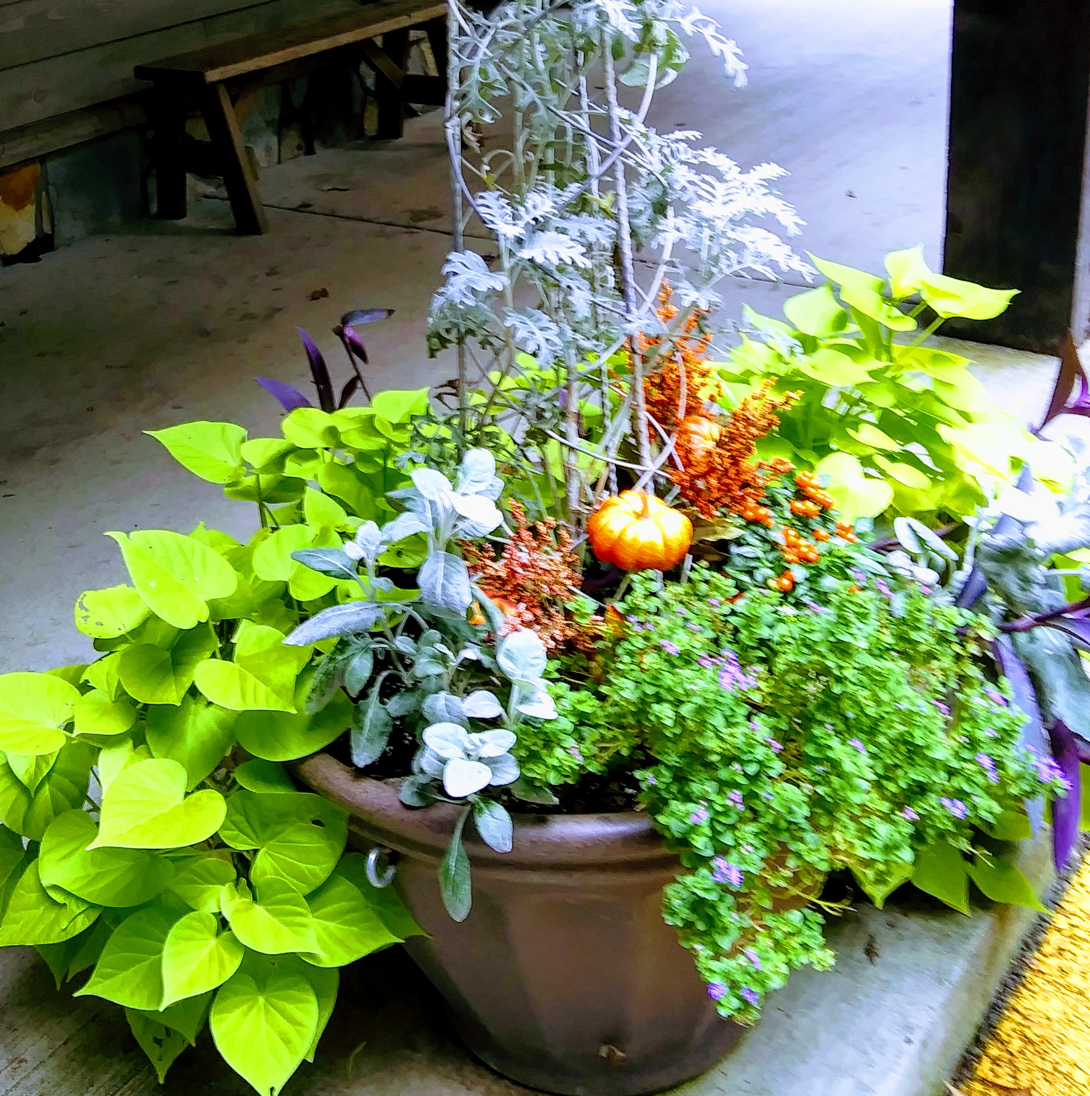 Large Planted Crocks