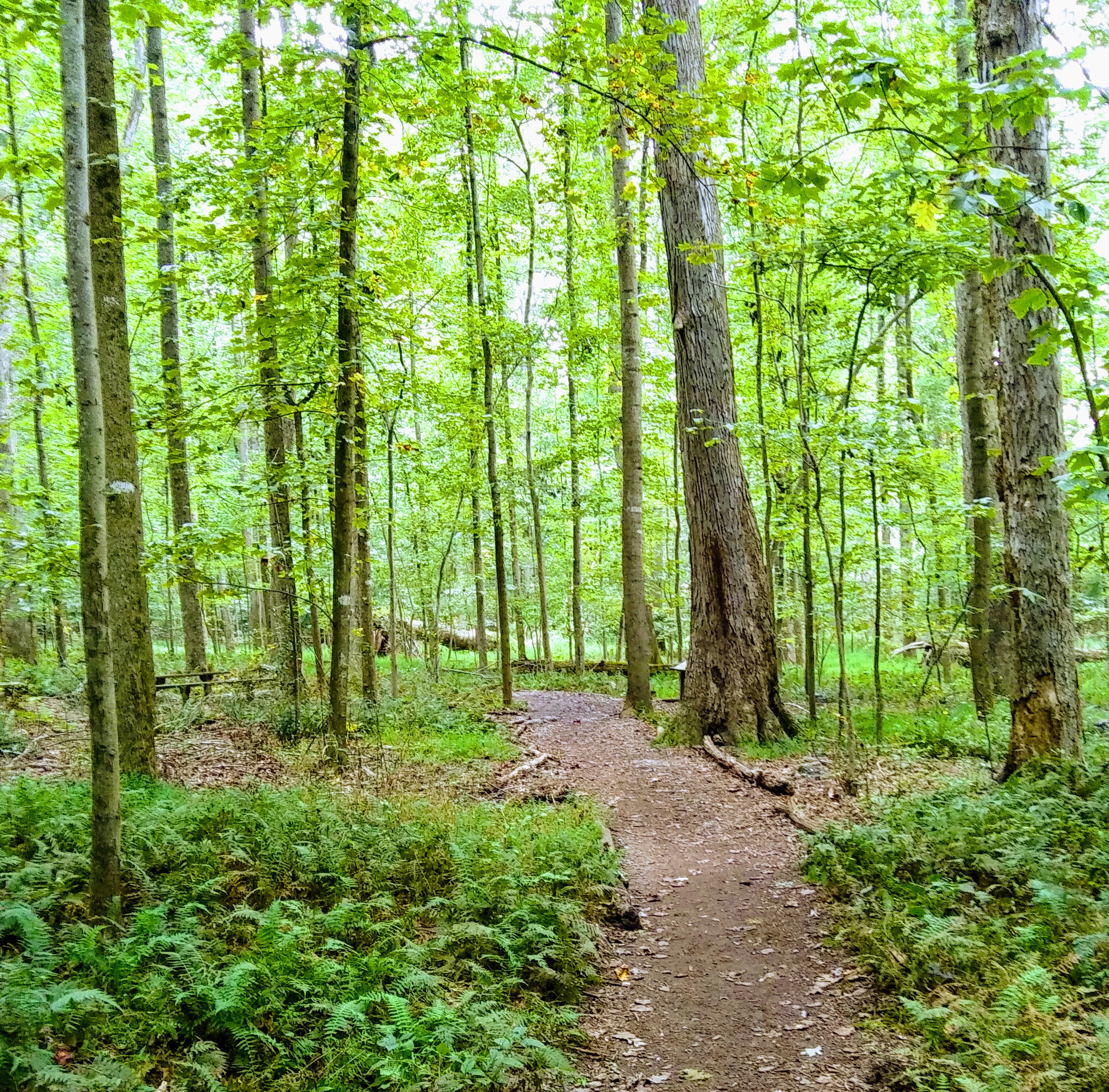 Large Trees in Woods