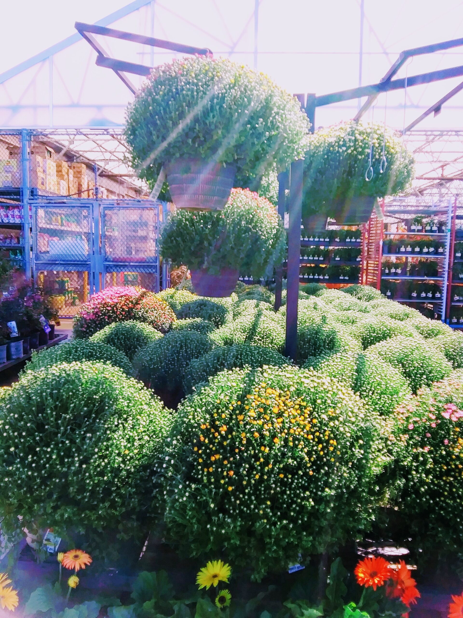 Light Streaming Through Mums