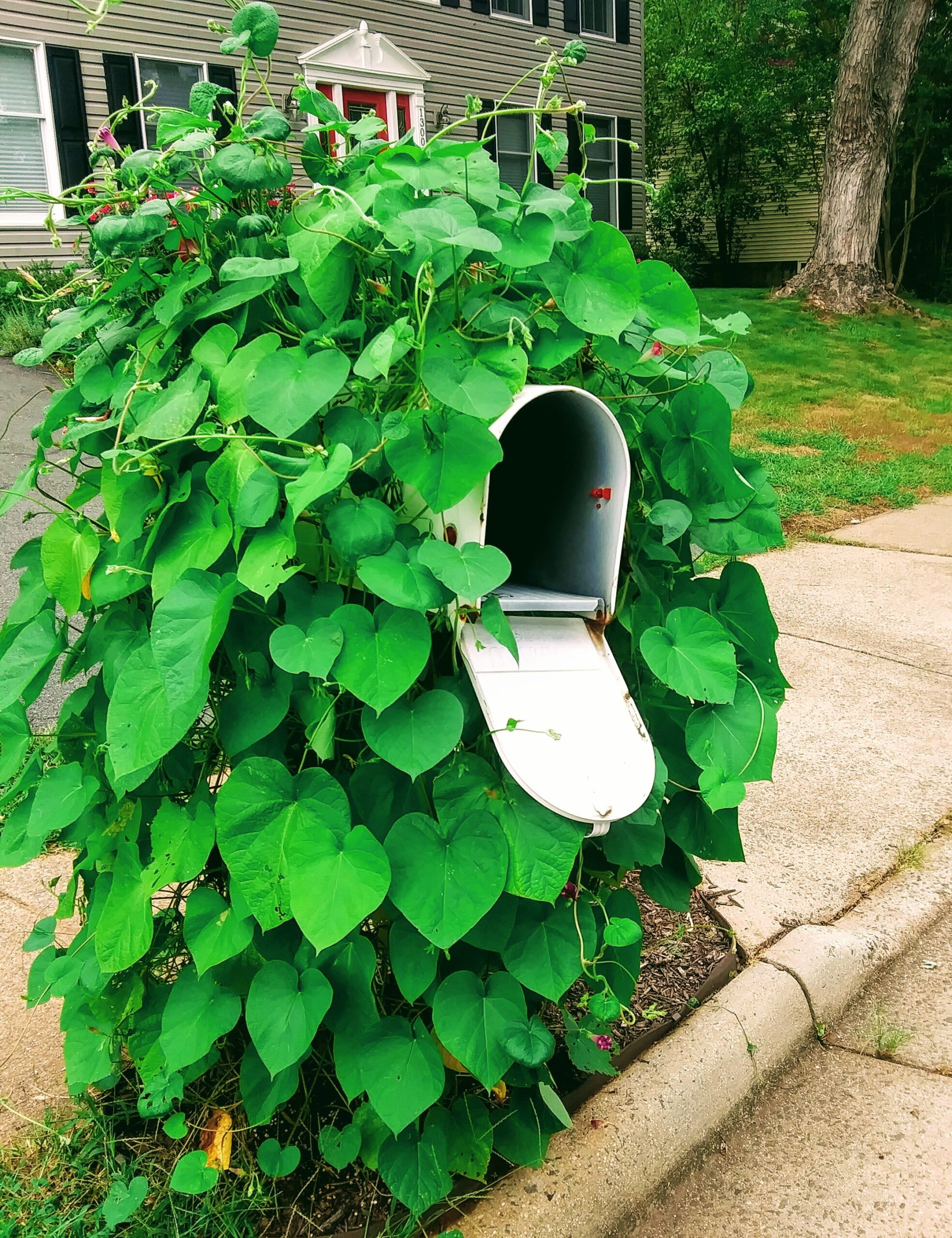 Mailbox and Vines