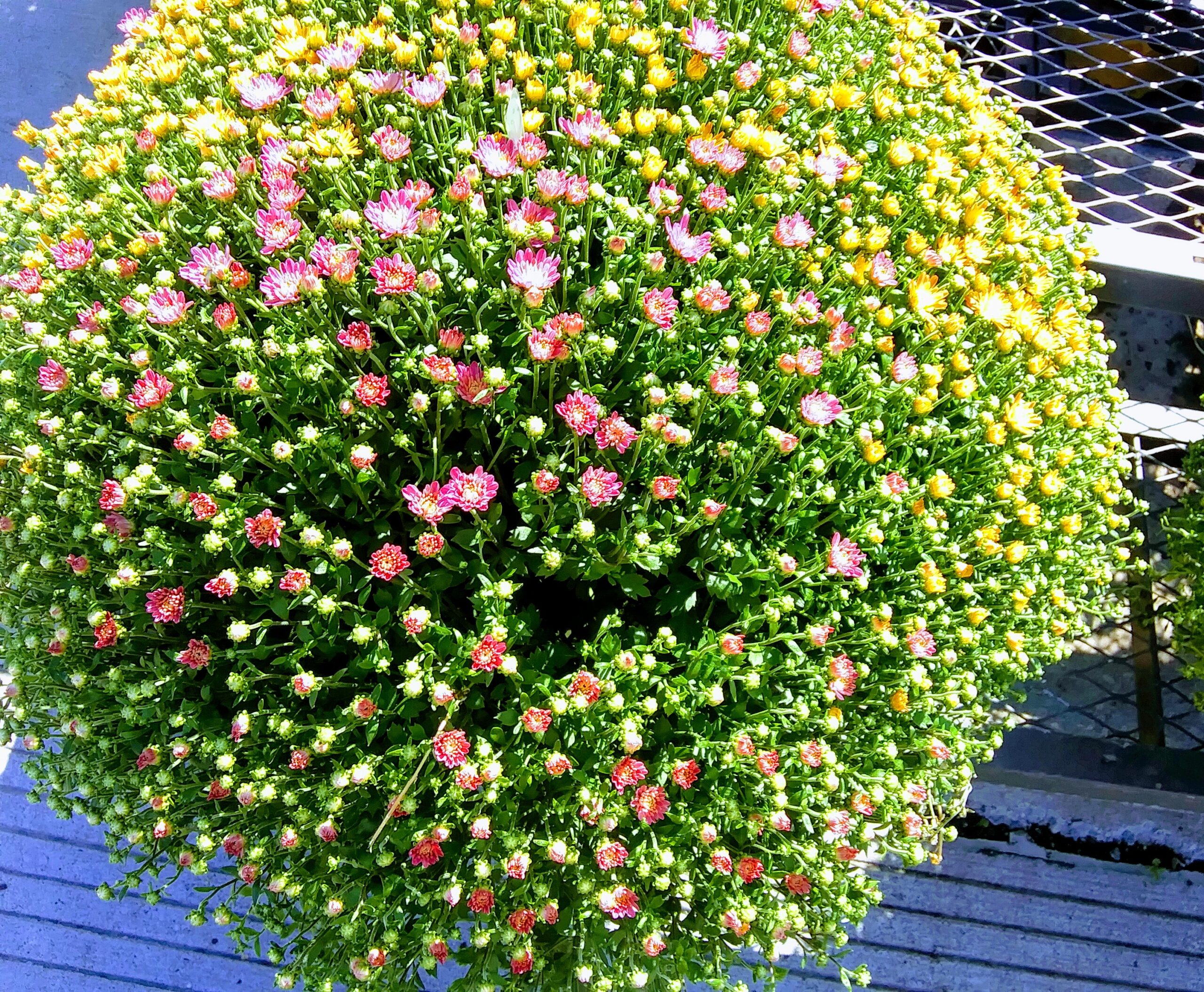 Multiple Mums Planted in One Crock