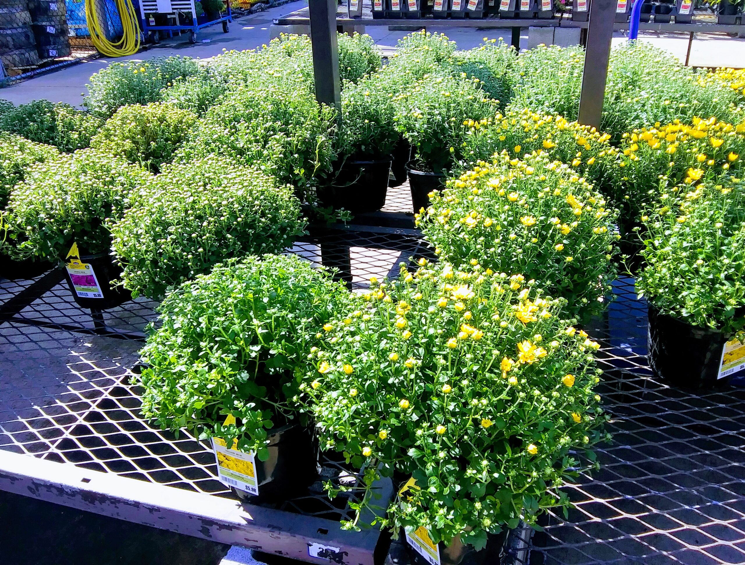 Mums on Metal Table