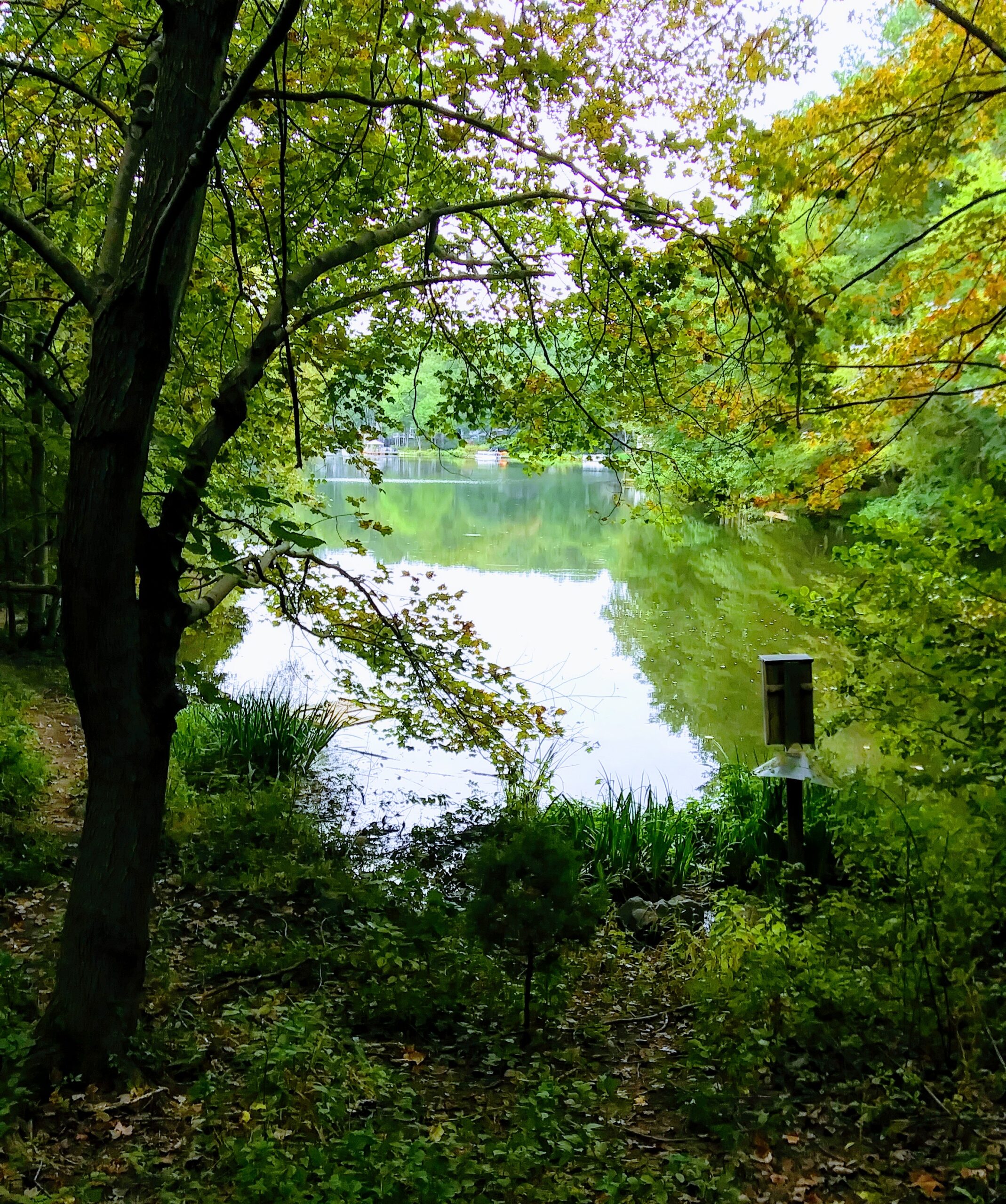 Pond View Through Trees