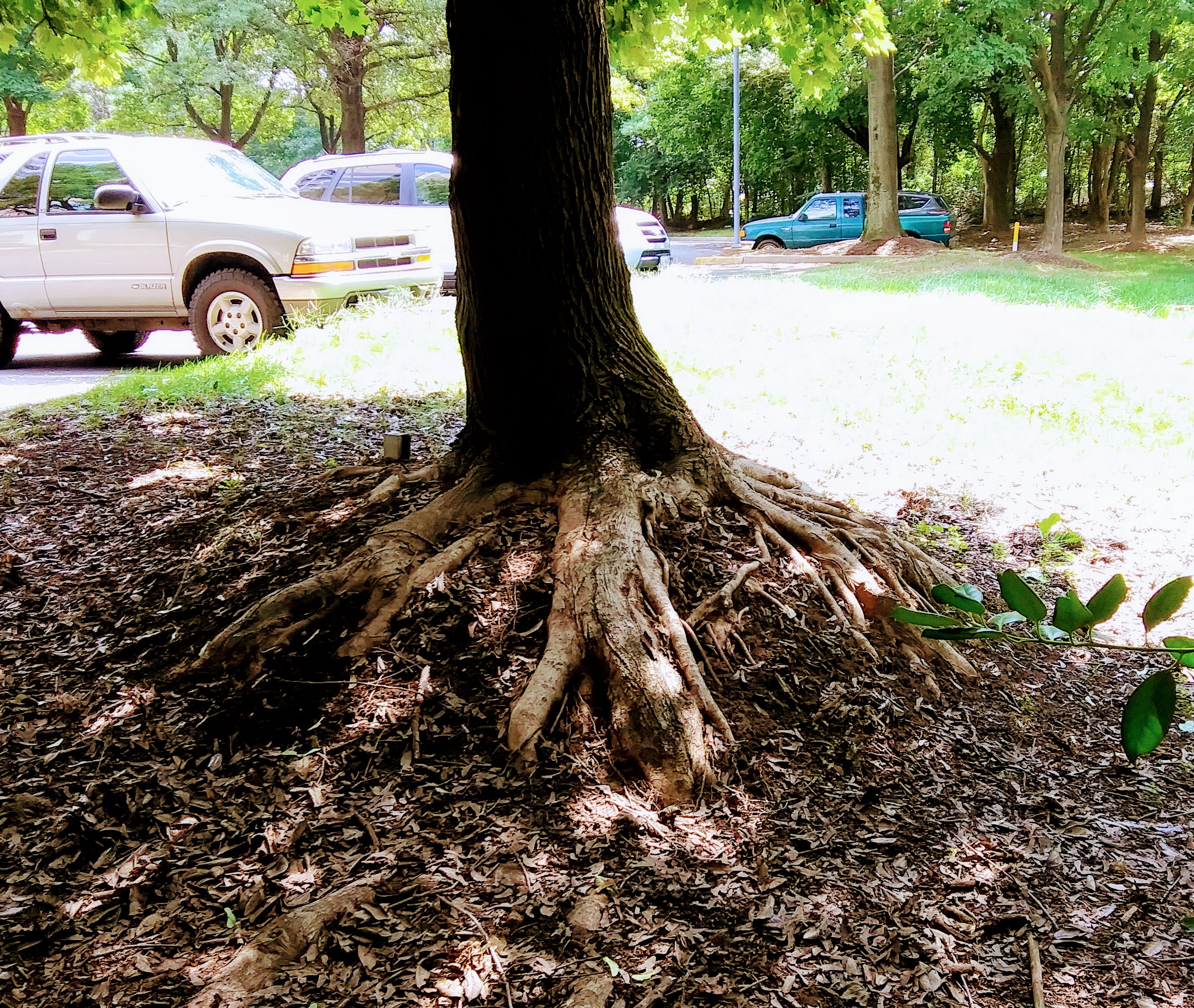 Tree Near Grave Site with Large Exposed Roots