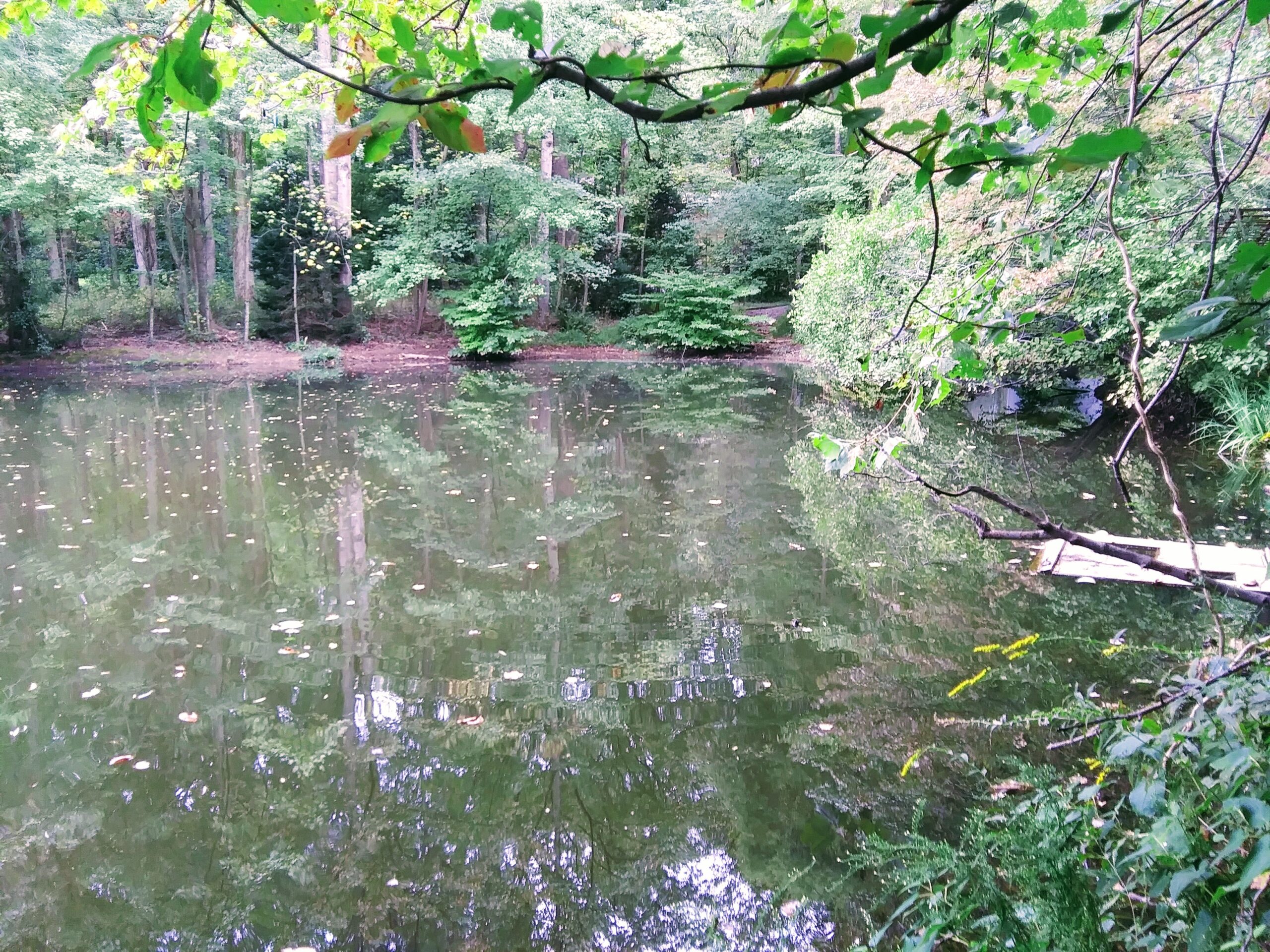 View of Pond in Reston