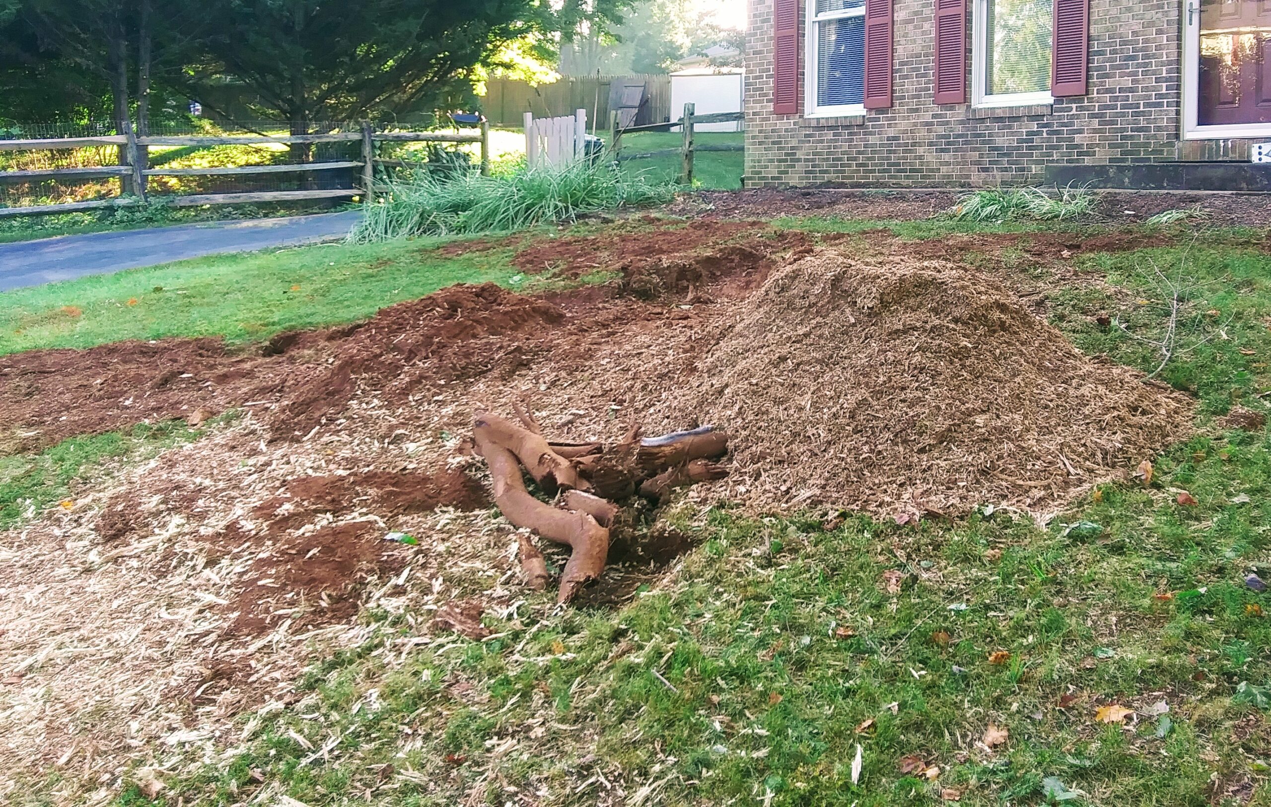 Area of Maple Tree Removal