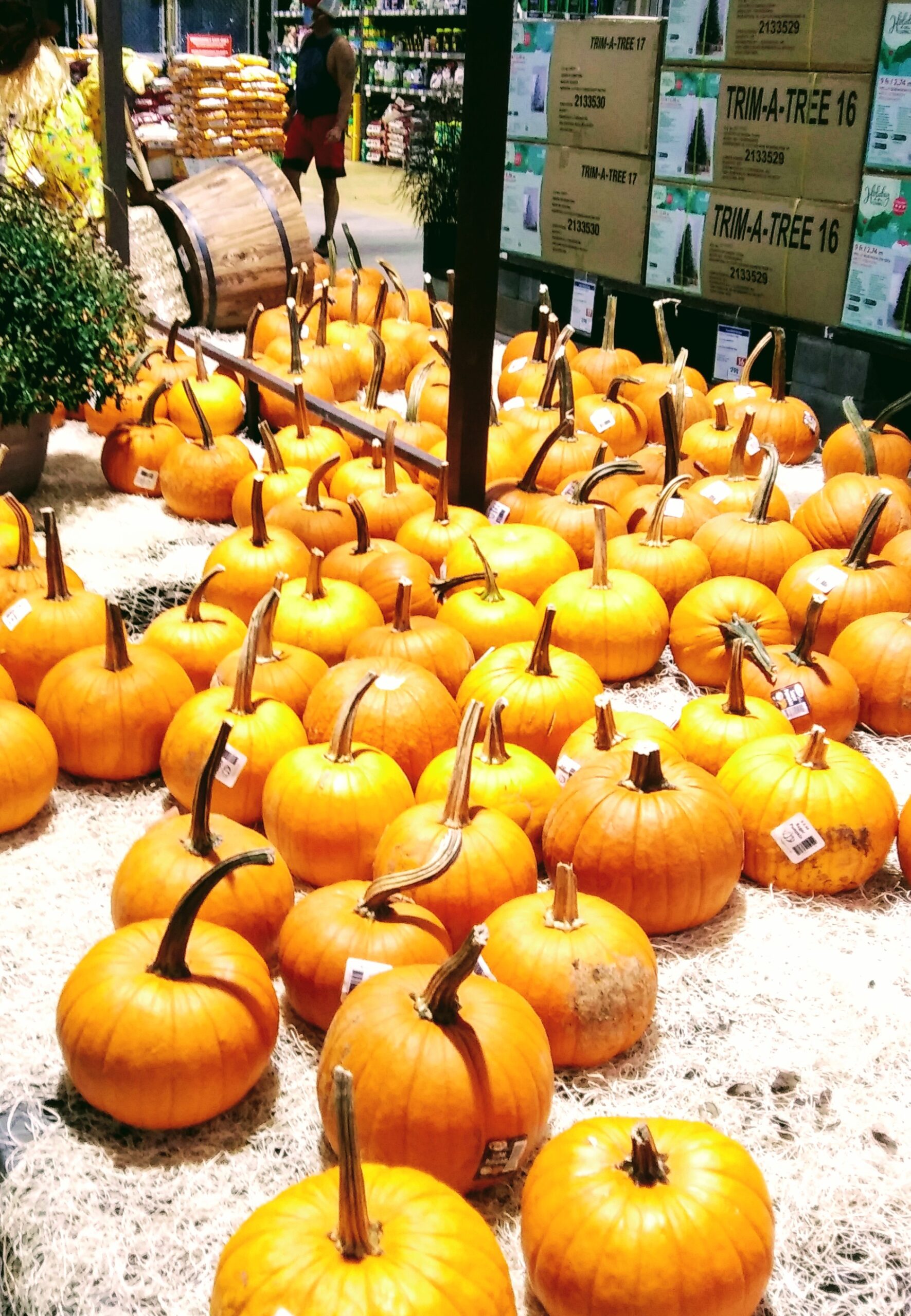 Assortment of Small Pumpkins