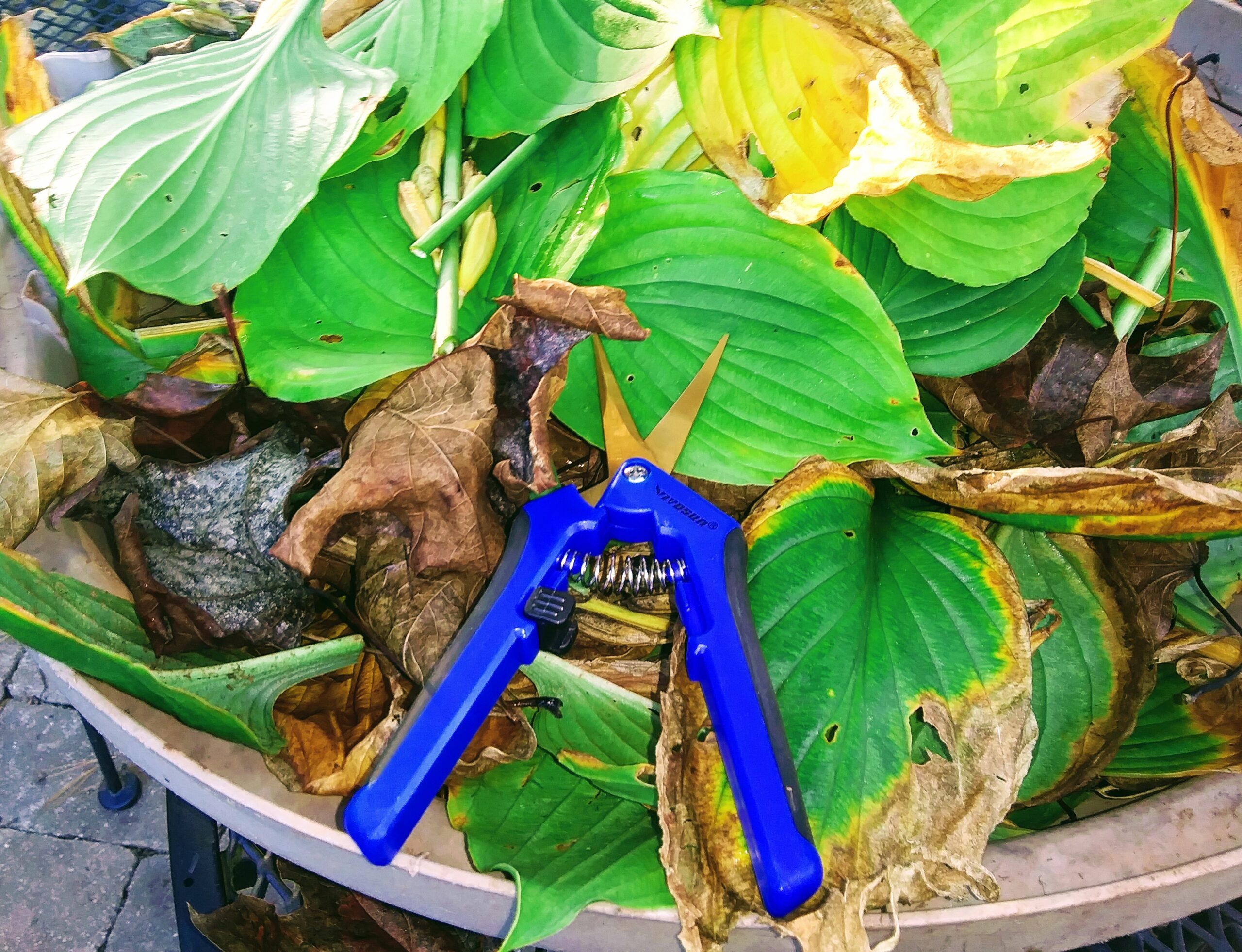 Blue Clippers and Yard Waste