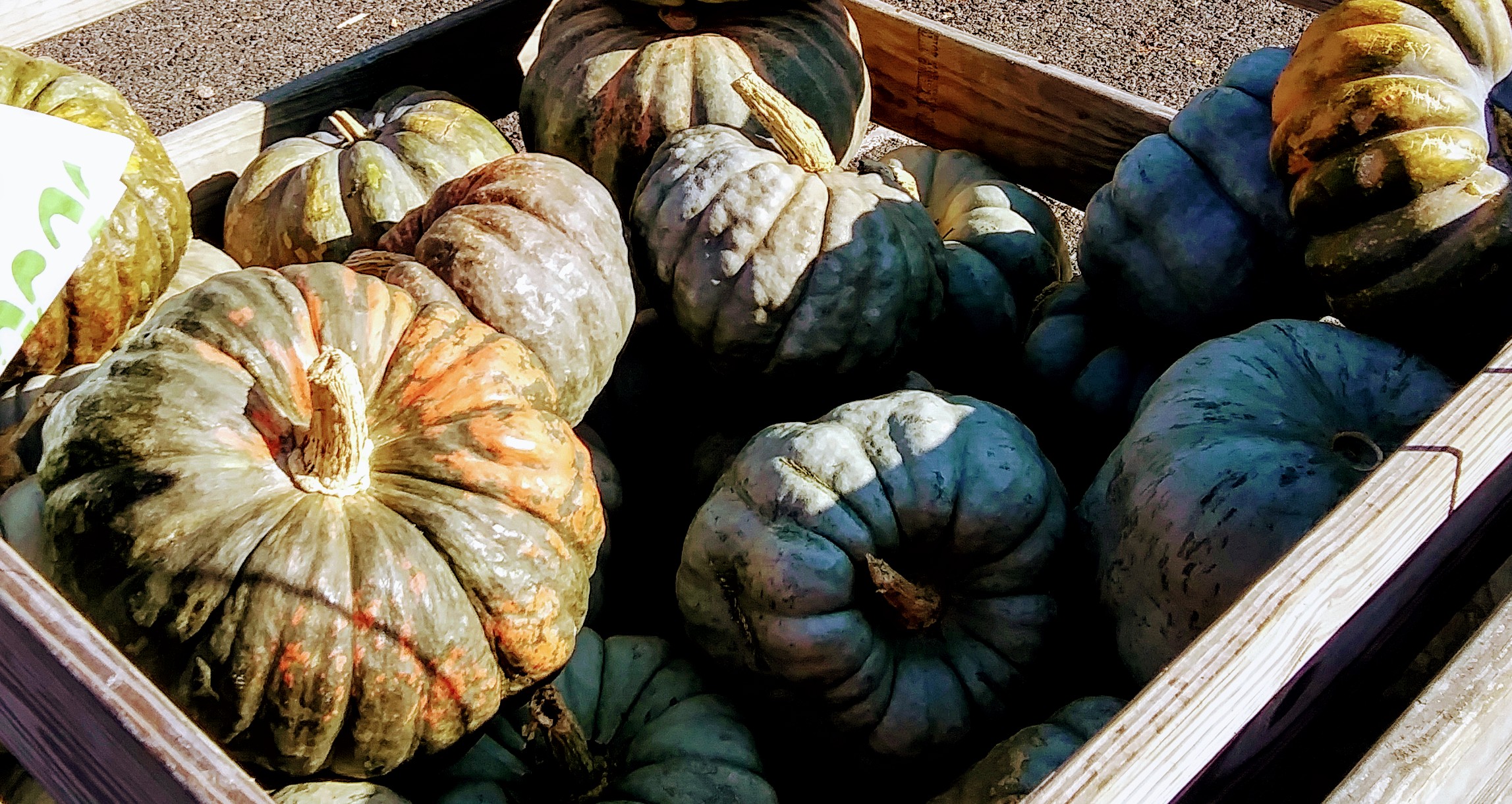 Blue Gray Pumpkins