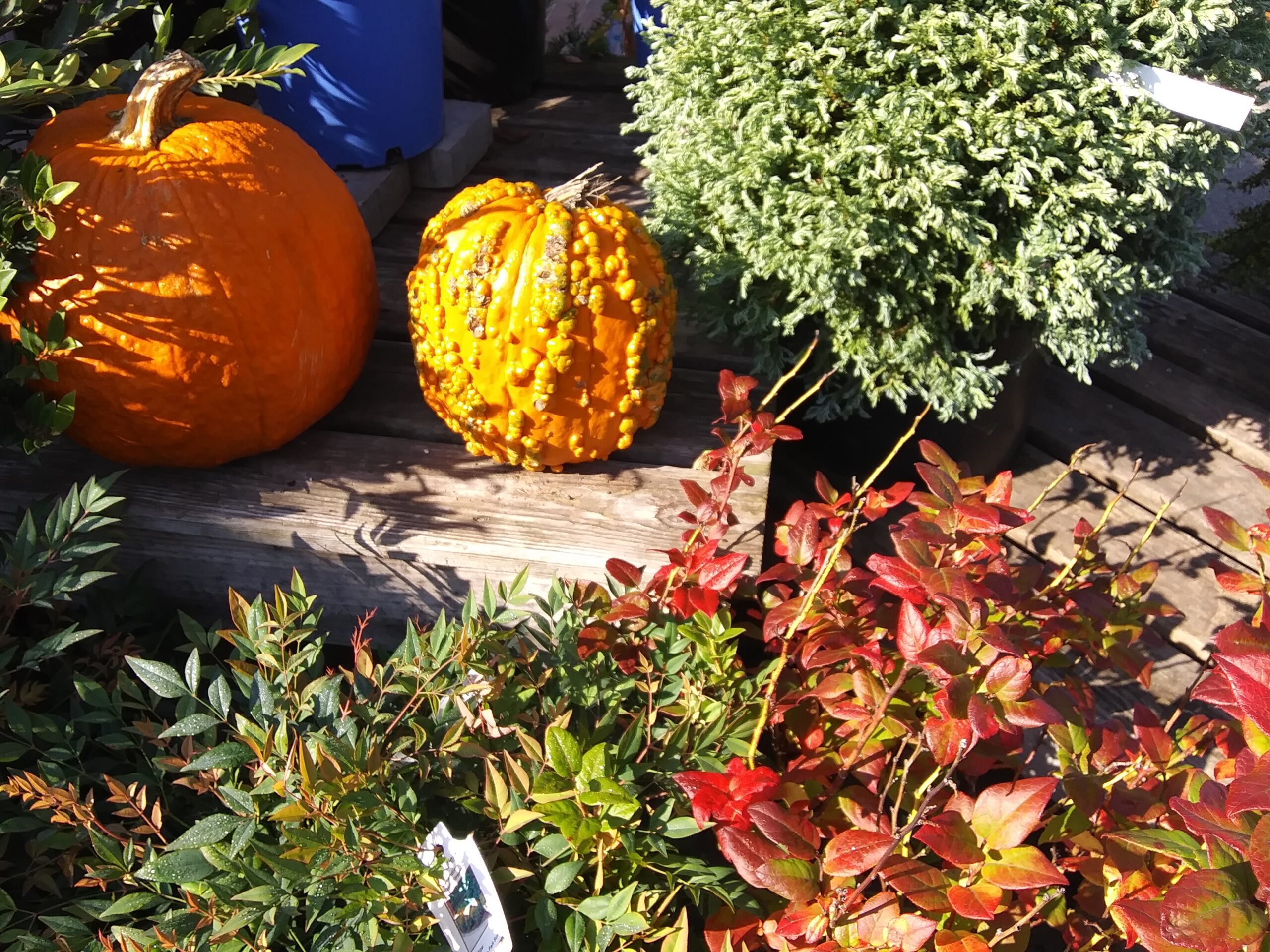 Bumpy Orange Pumpkin