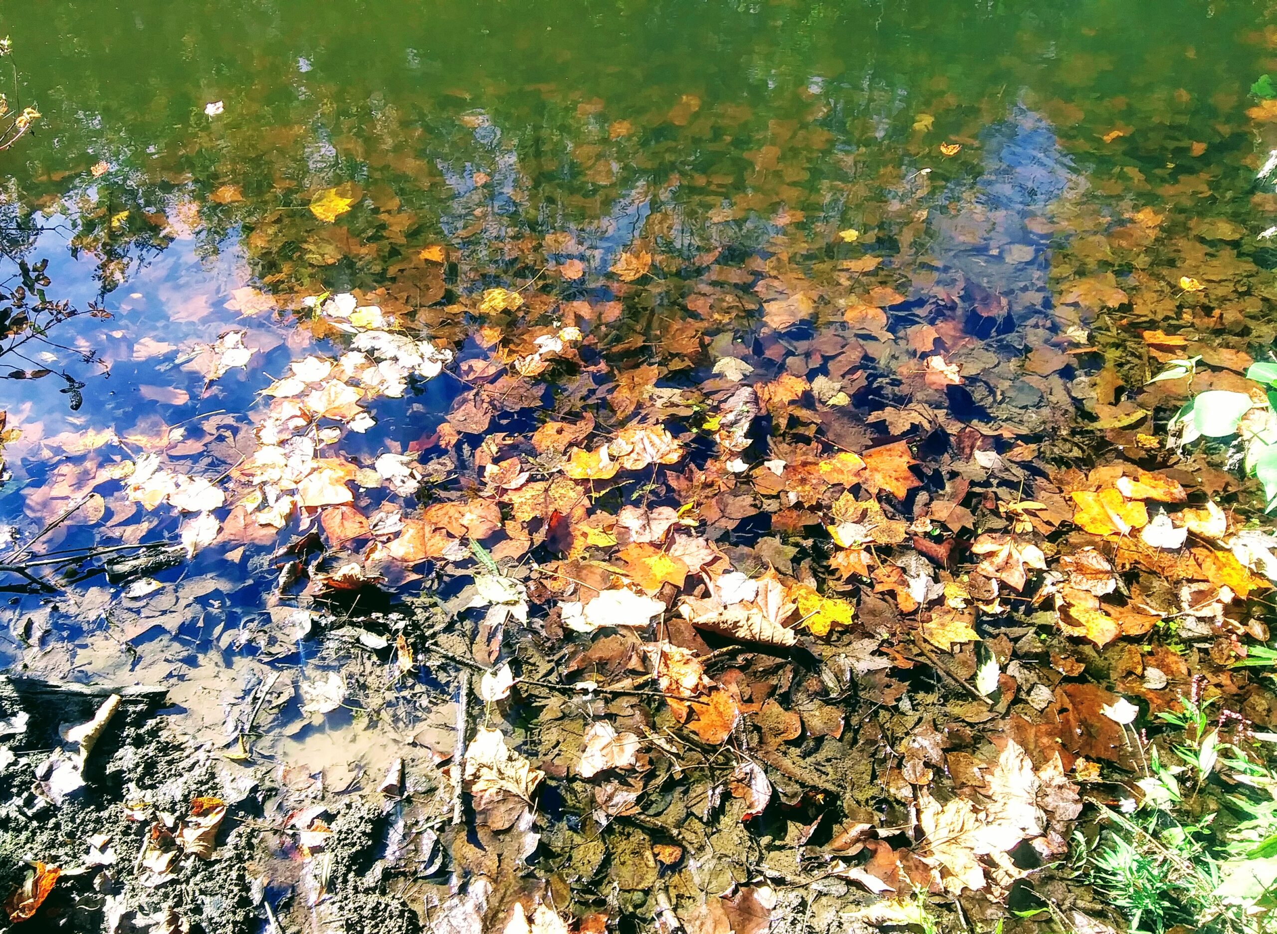 Collection of Fall Leaves in Pond Water