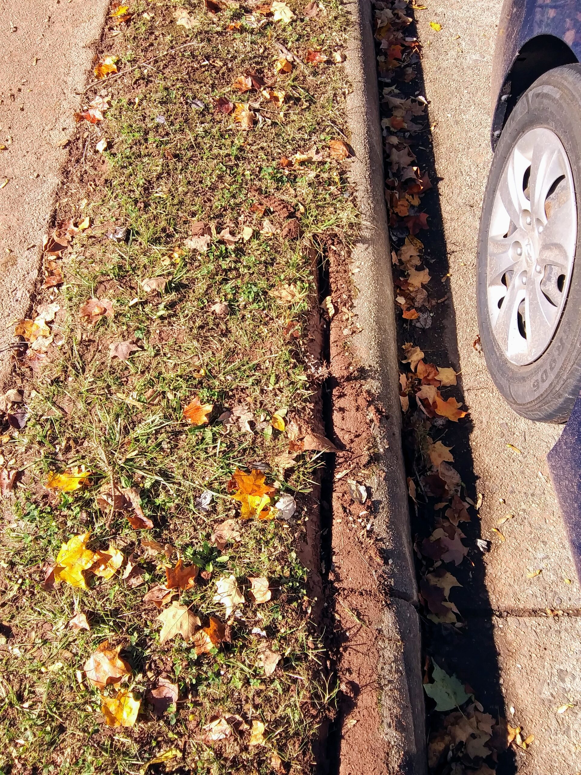 Grass Overgrown on Sidewalk