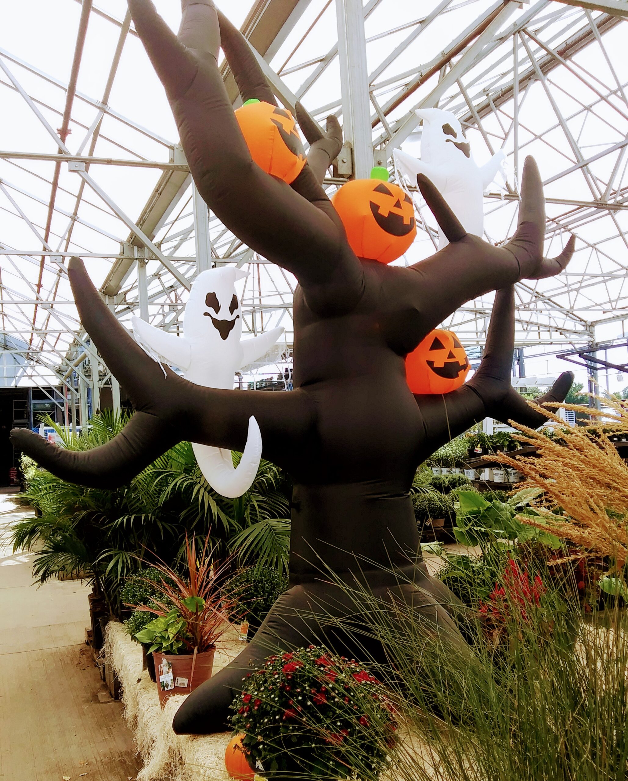 Huge Blow Up Tree with Pumpkins and Ghosts