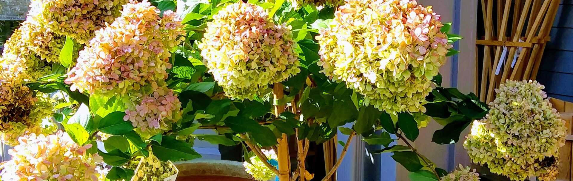 Pink Hydrangea Plants