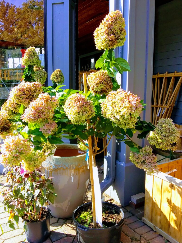 Pink Hydrangea Plants