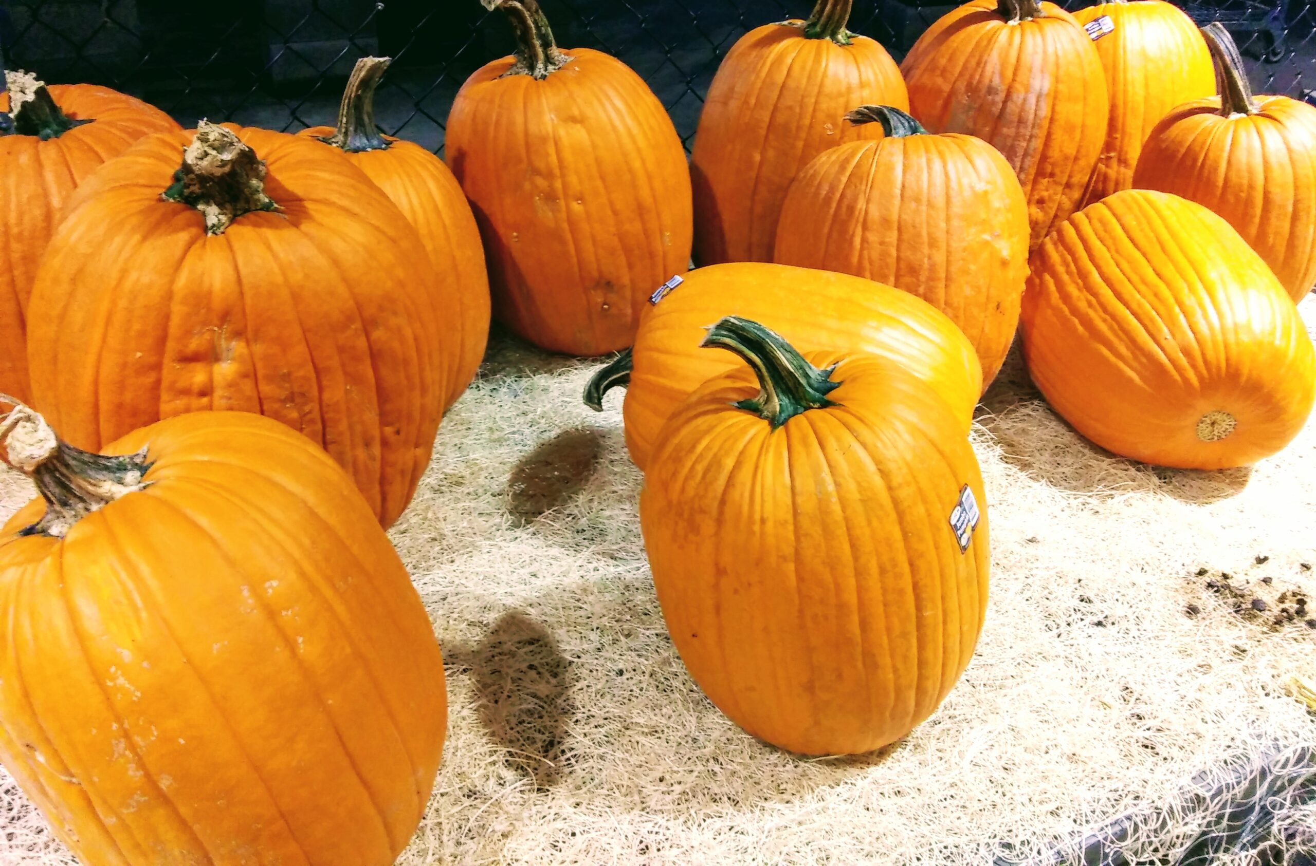 Large Orange Pumpkins