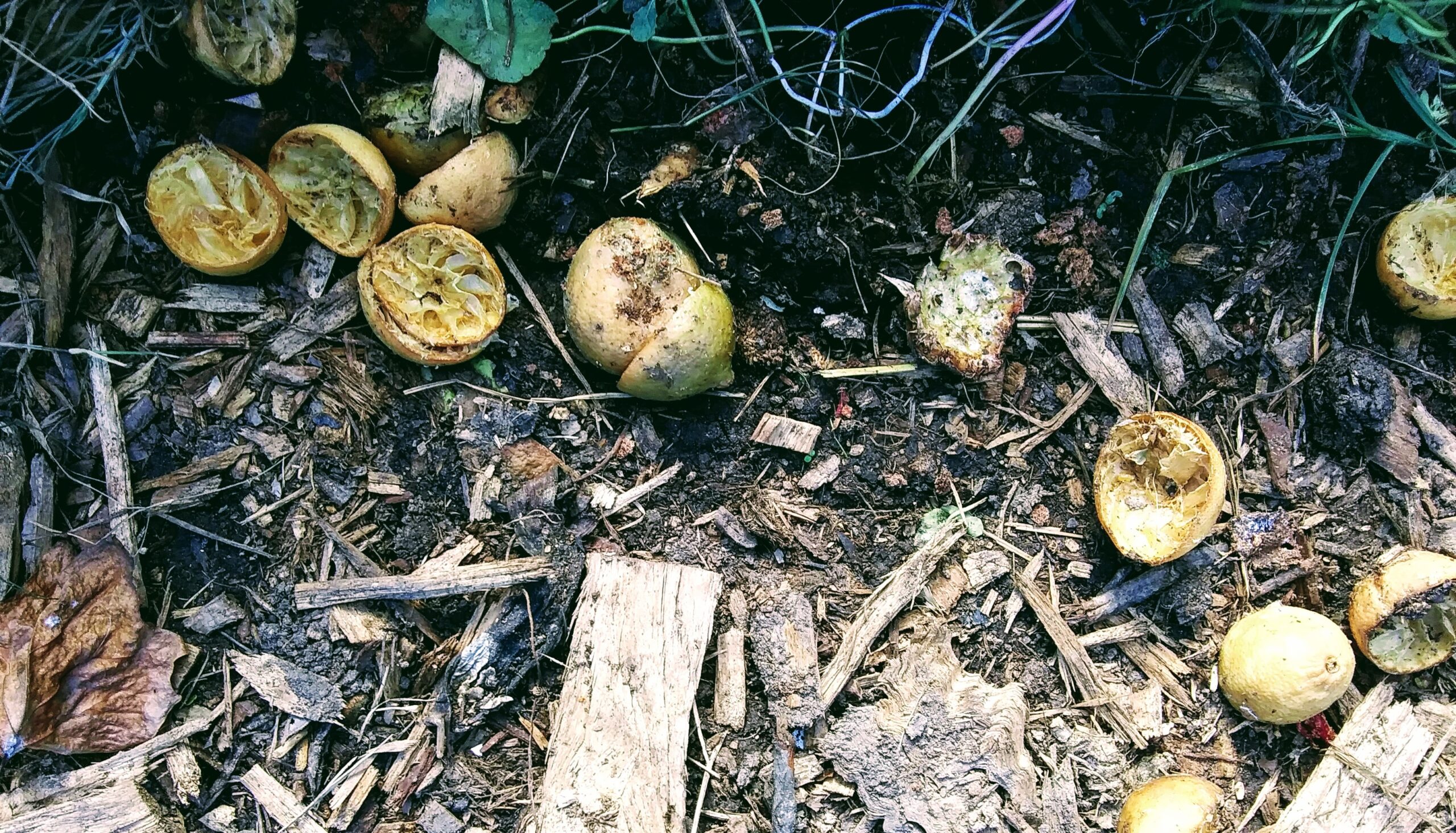 Lemon Rinds on compost Heap