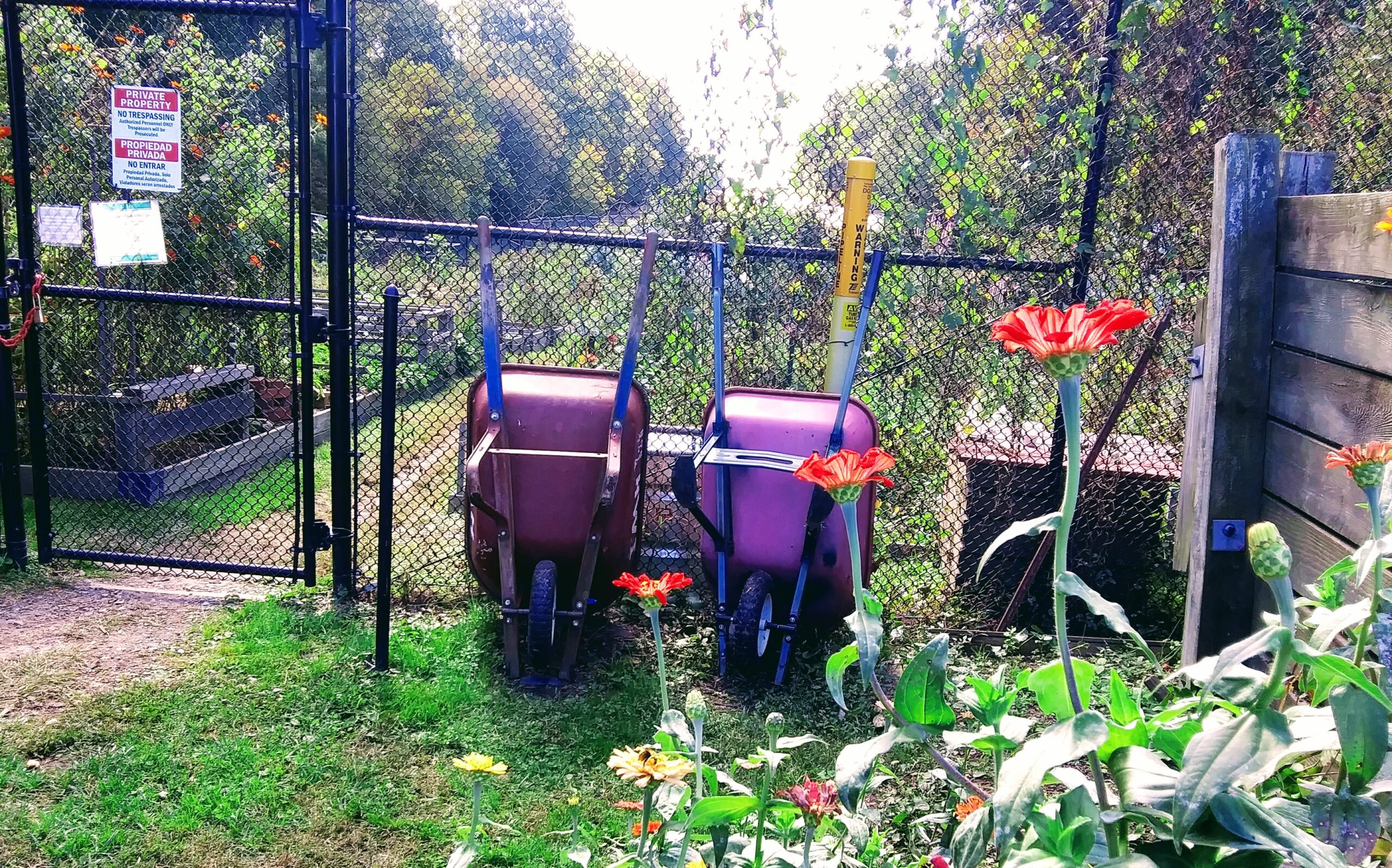 Locked Gate and Wheelbarrow