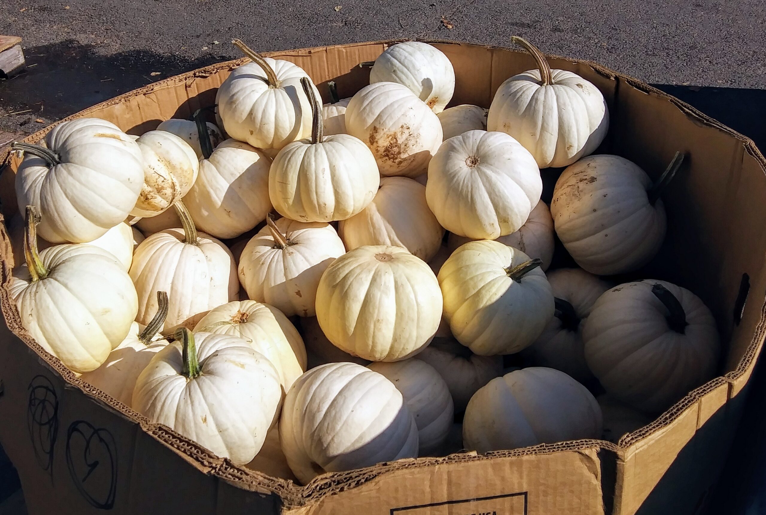 Mini White Pumpkins