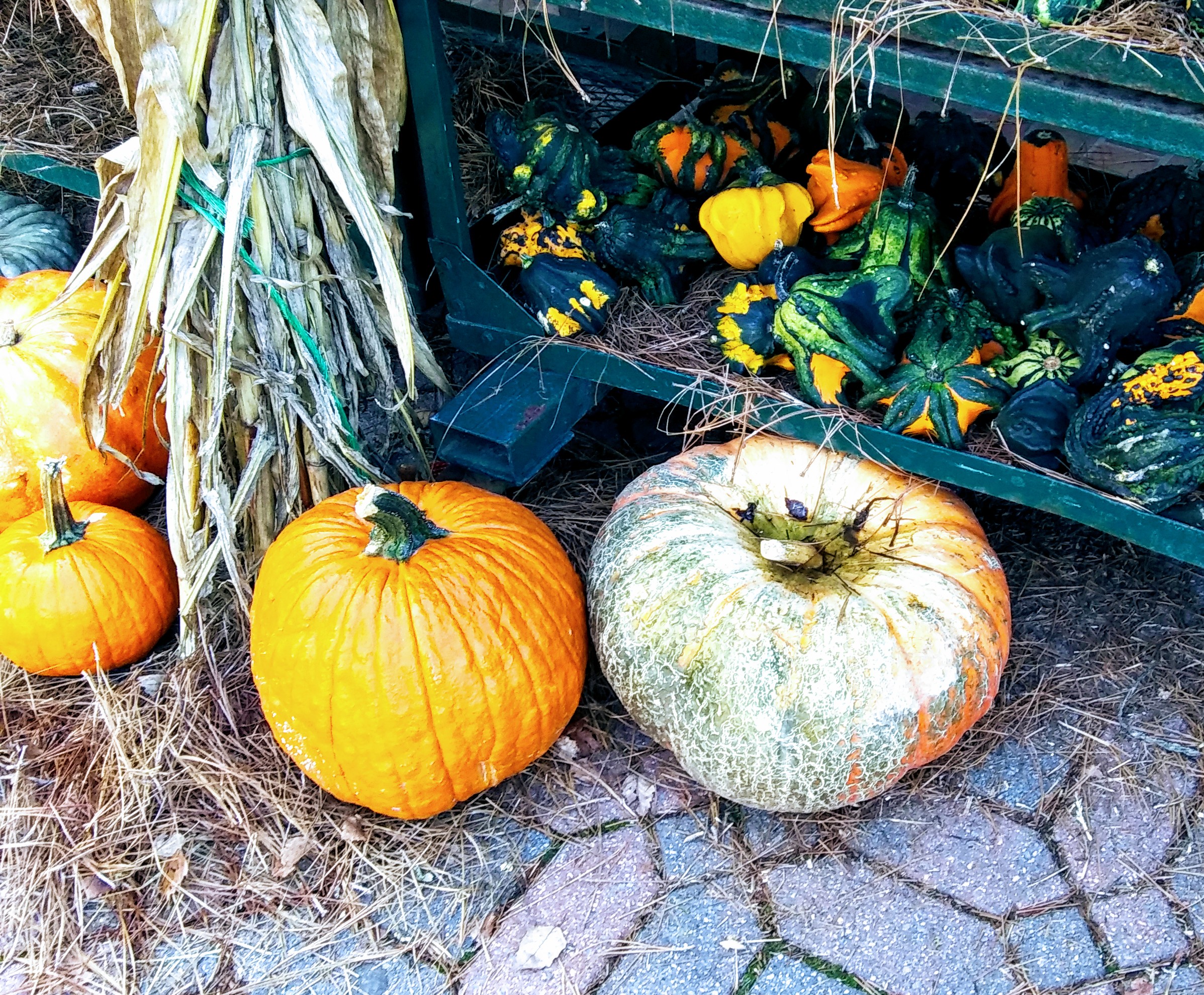 Orange and Gray Pumpkins