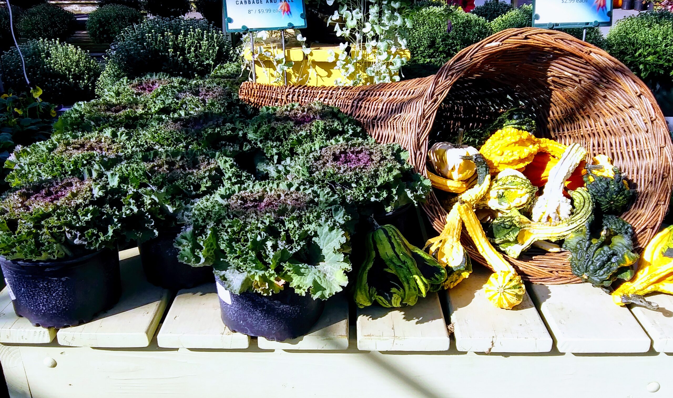 Ornamental Cabbage and Gourds