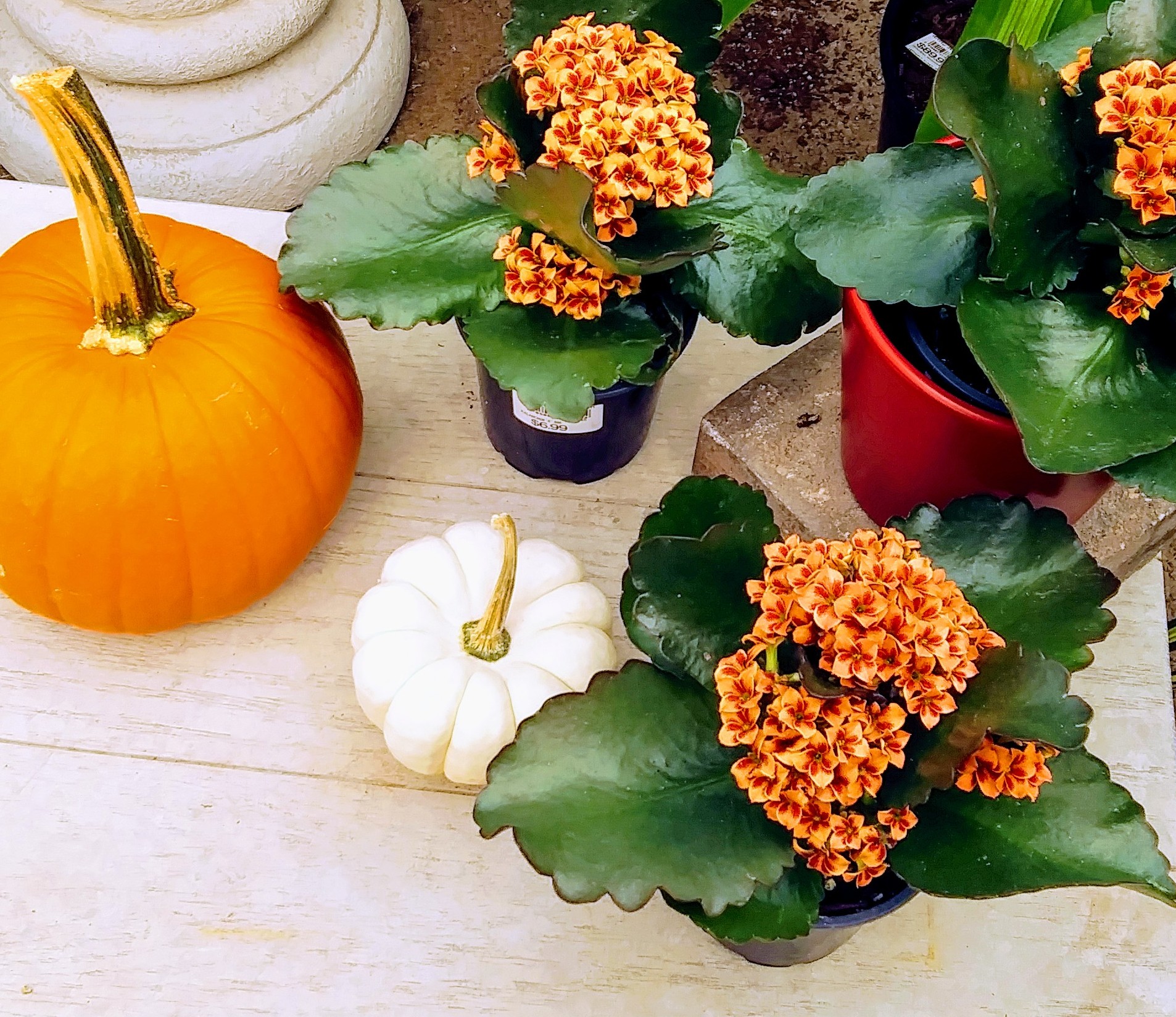 Pumpkin Display with Plants