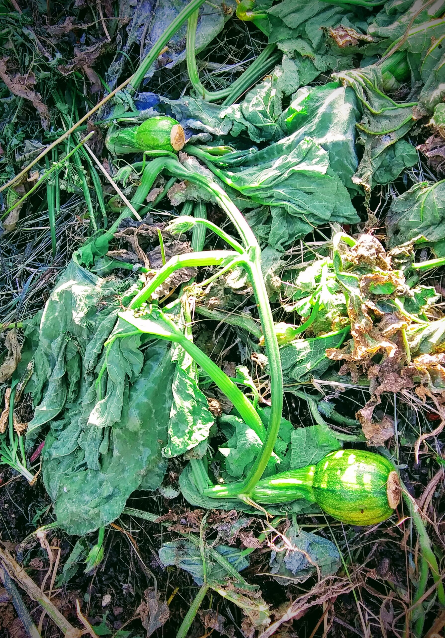 Pumpkin Plant Tossed on Compost Heap