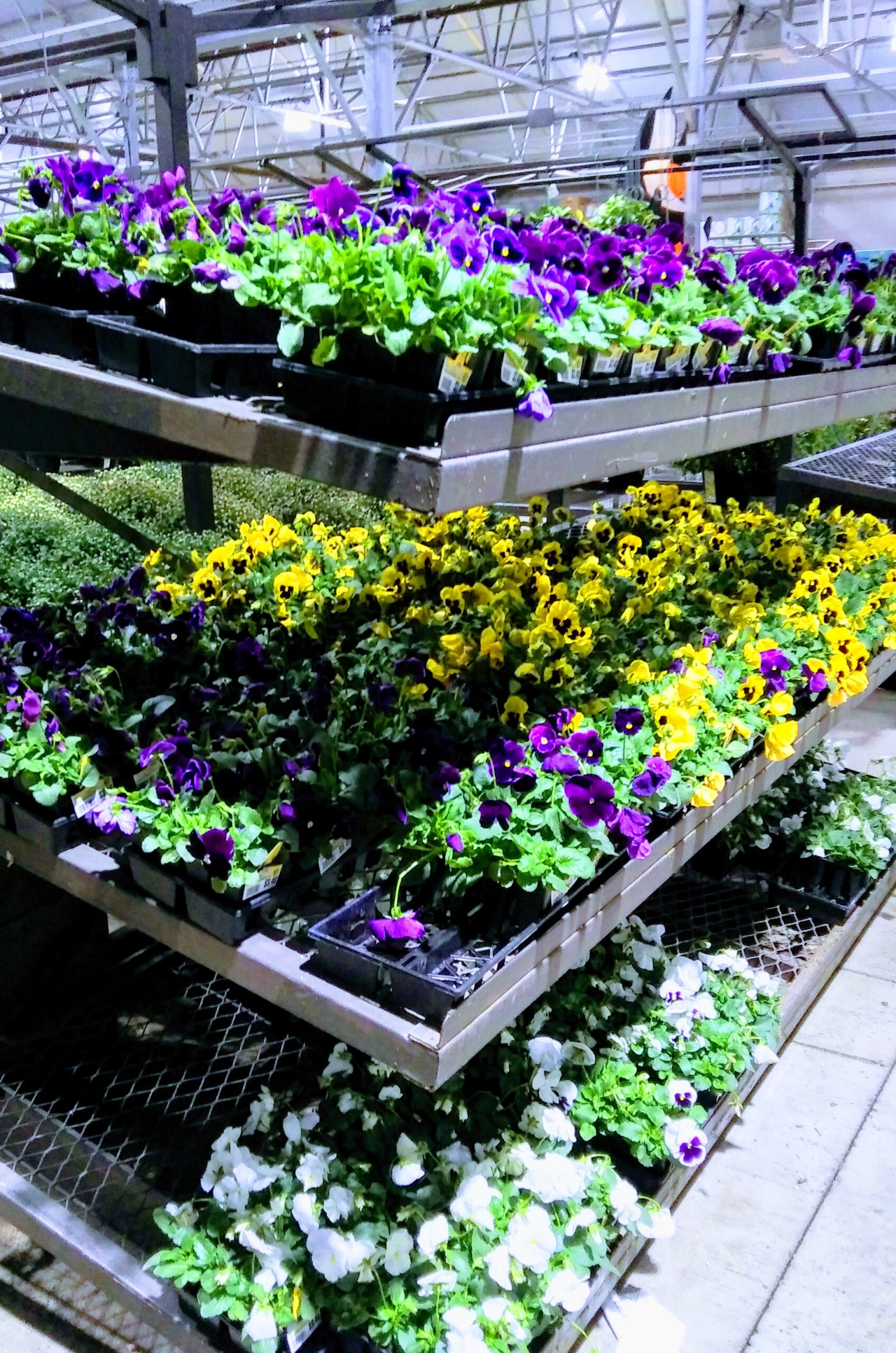 Racks of Colorful Pansies