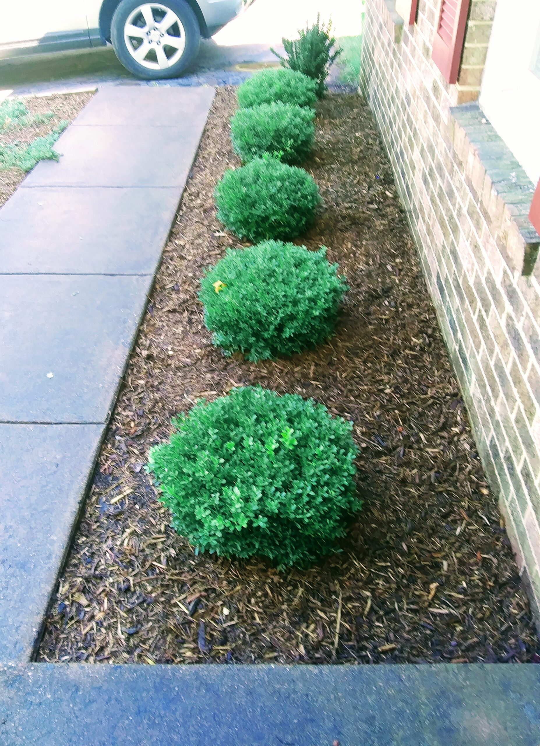 Row of Boxwood Insularis