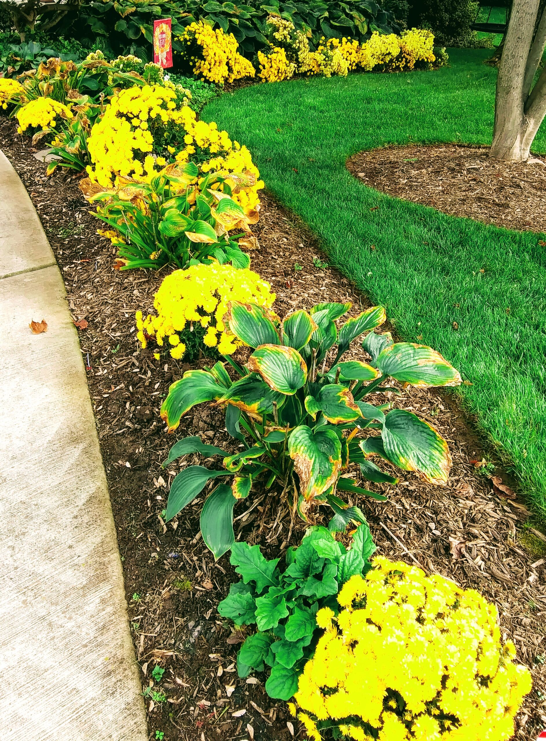 Row of Yellow Mums in Bloom