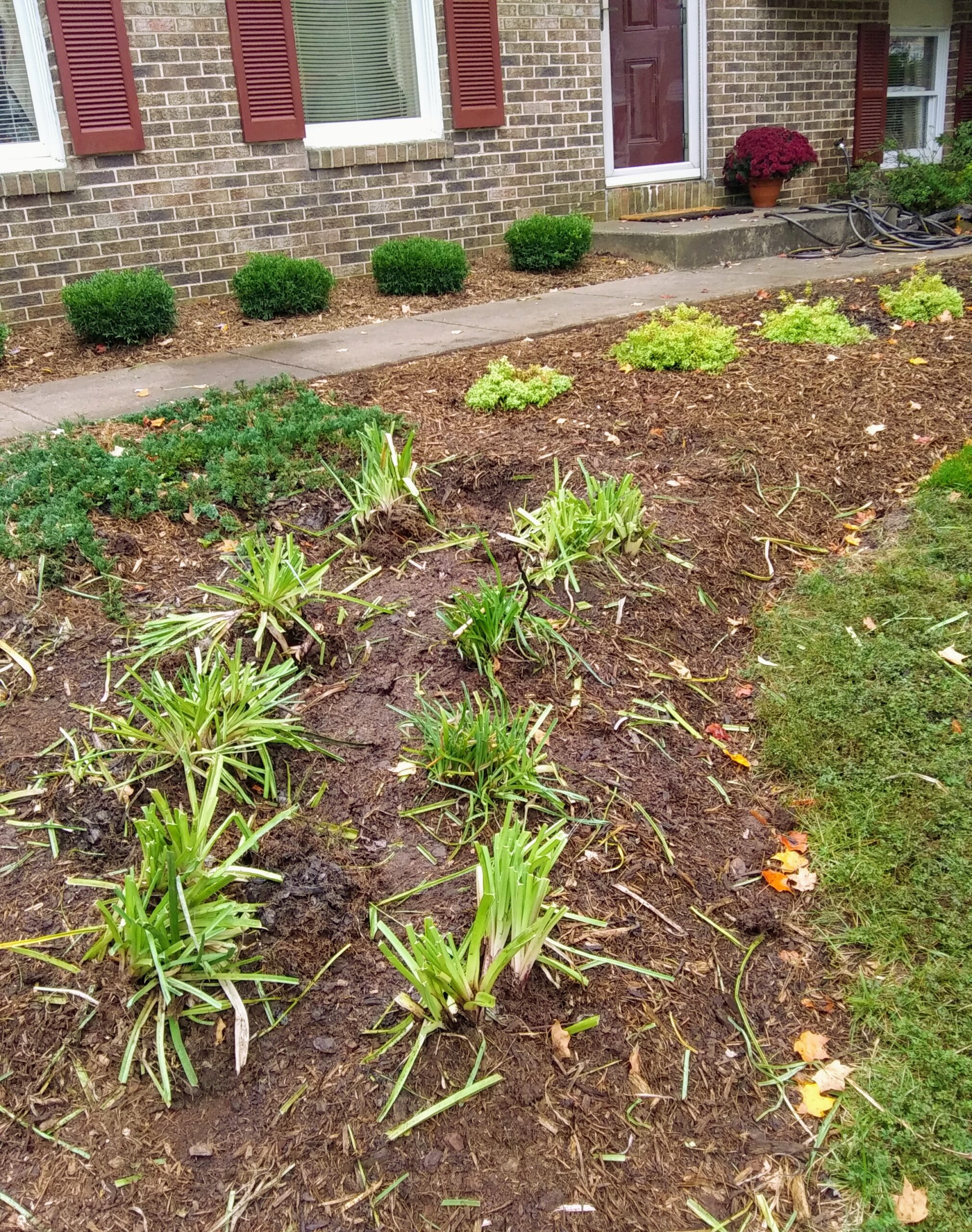 Row of Torch Lilies