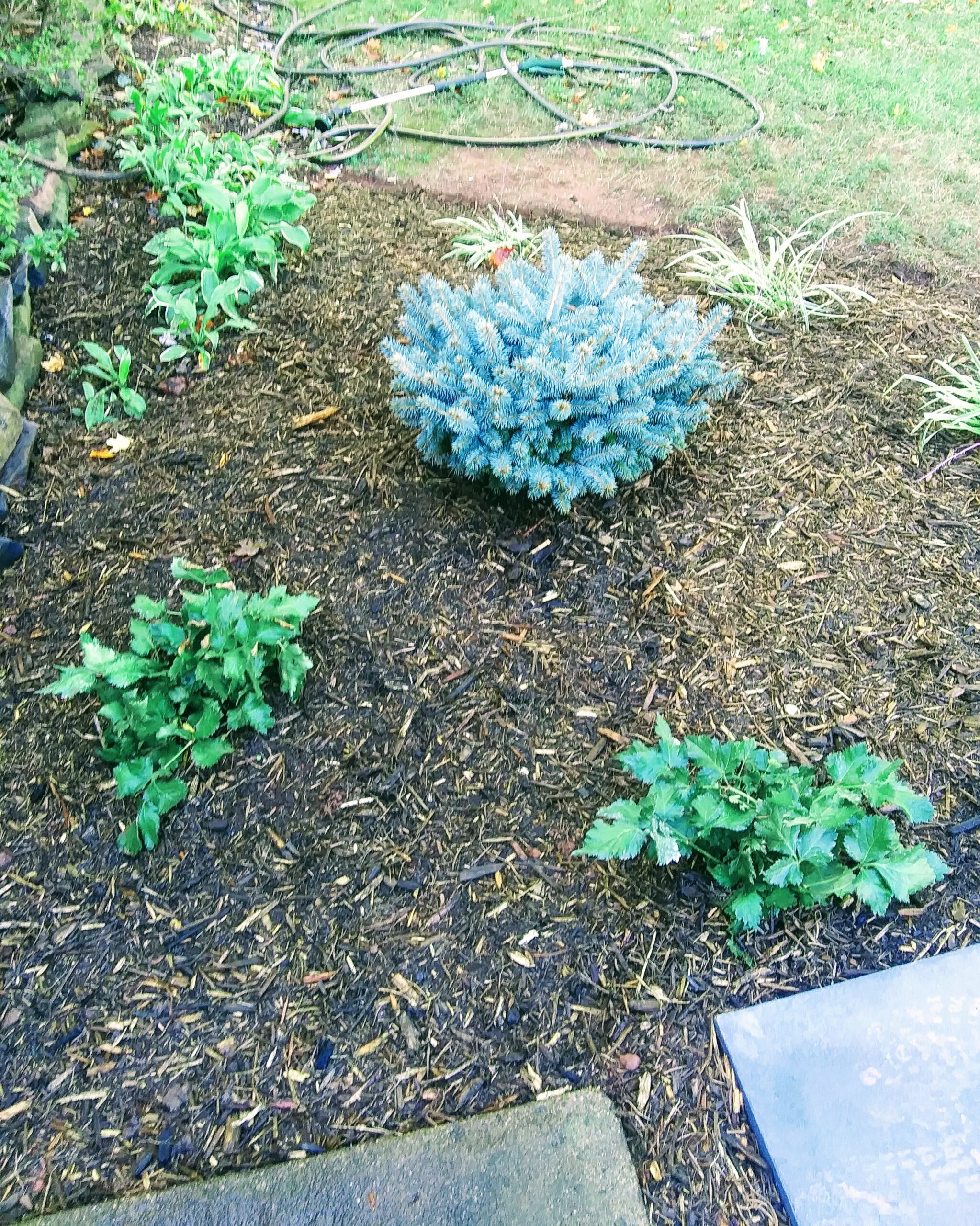 Spruce Blue Globe and Astilbe Visions Plants