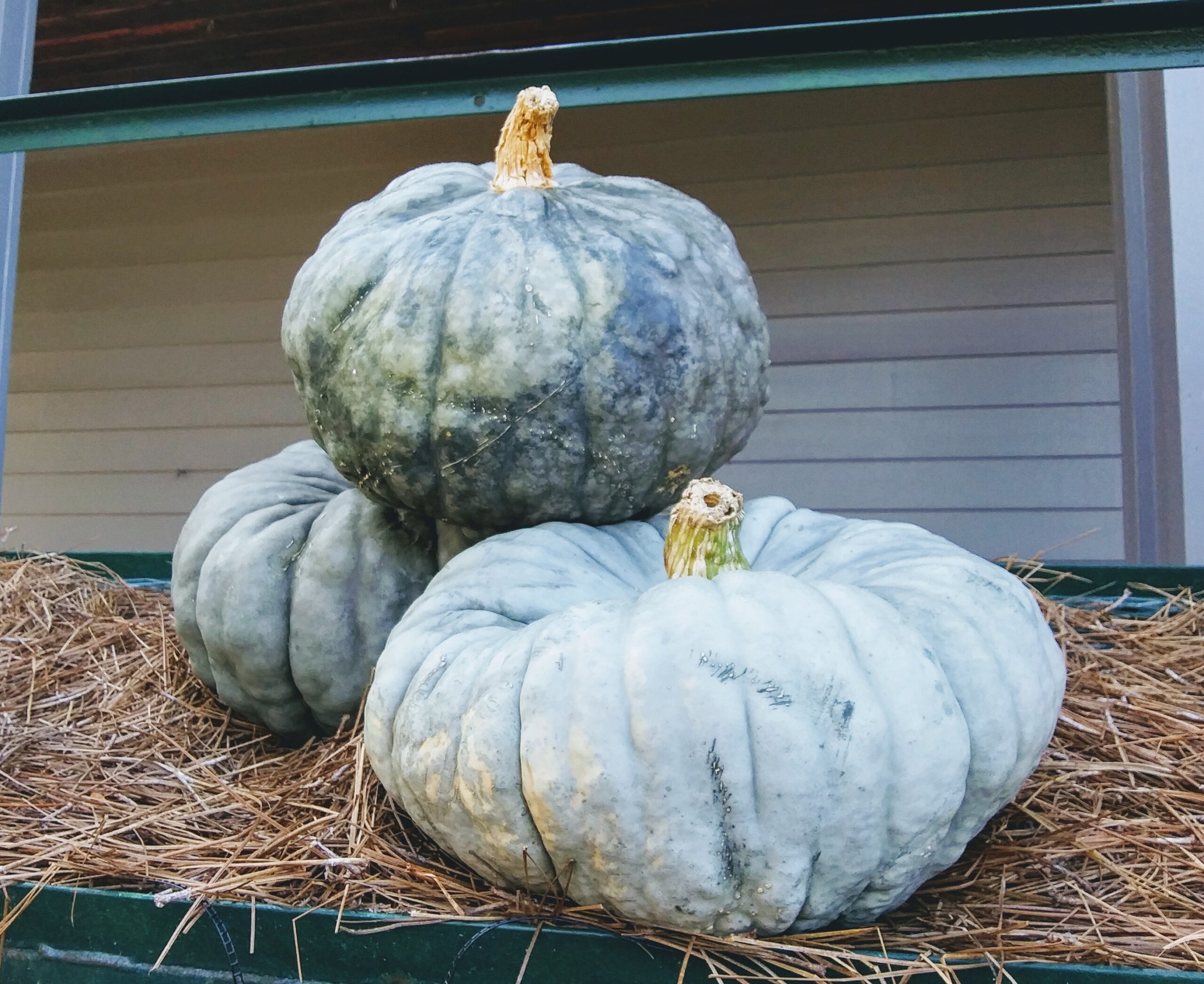 Stacked Green and Gray Pumpkins