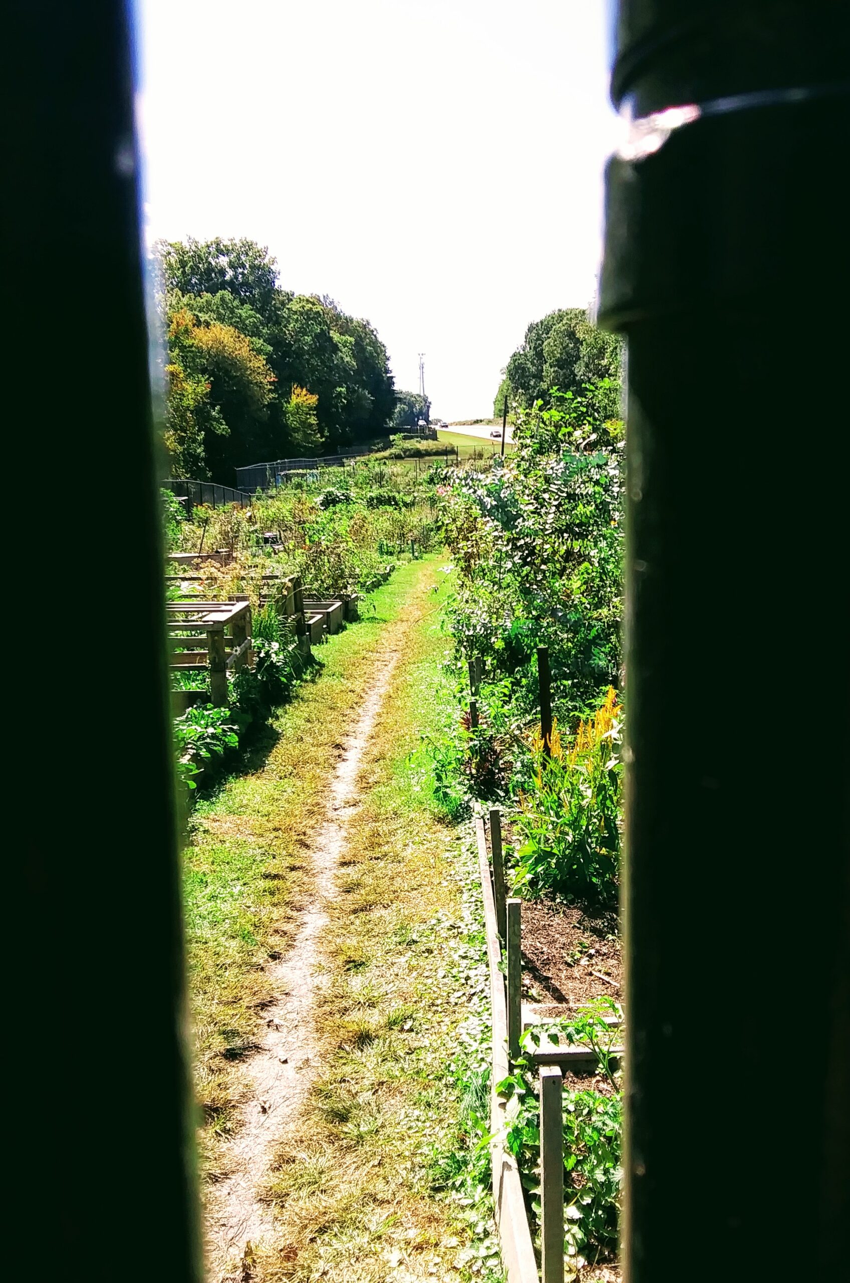 View of Garden Through Metal Gate